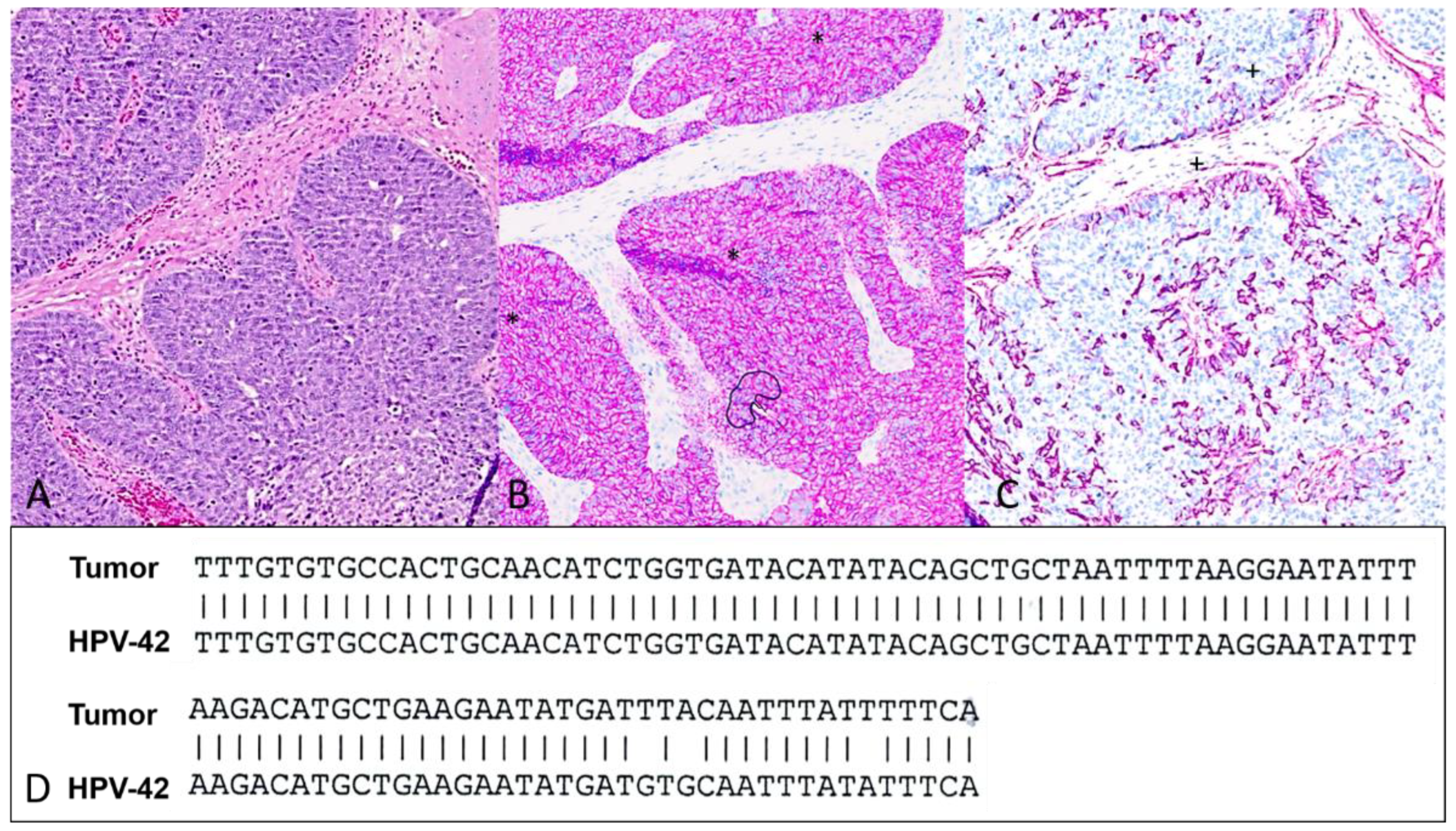 Dermatopathology 11 00037 g002