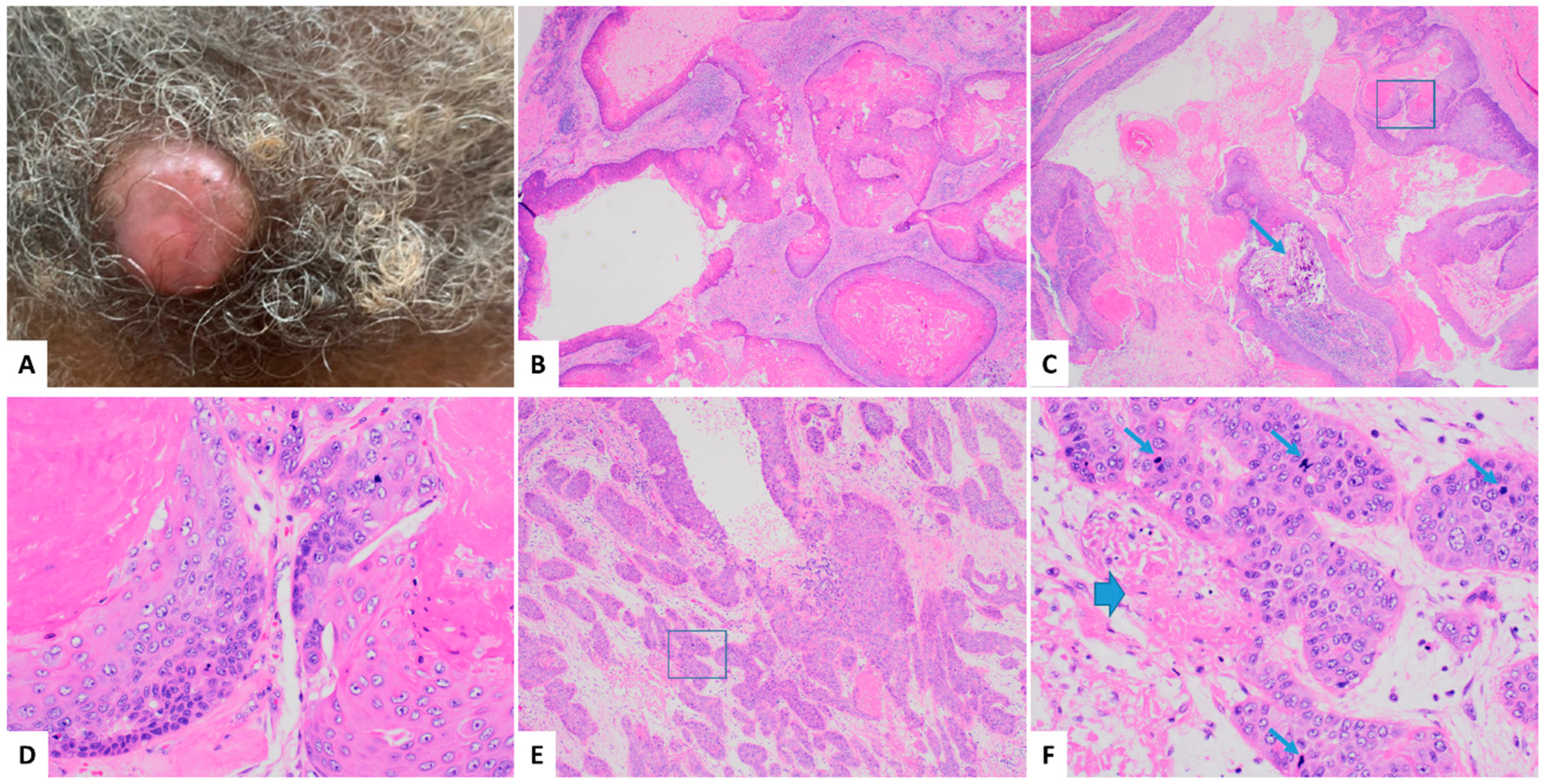 Dermatopathology 11 00038 g001