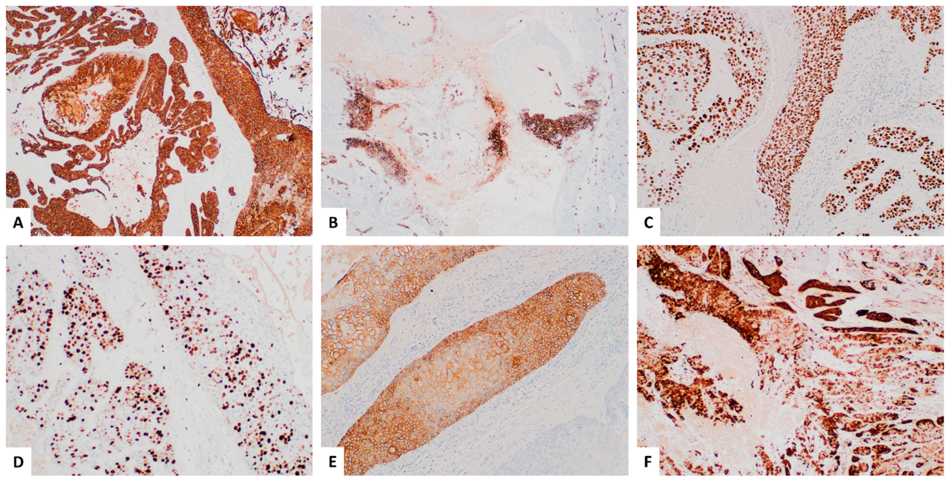 Dermatopathology 11 00038 g002