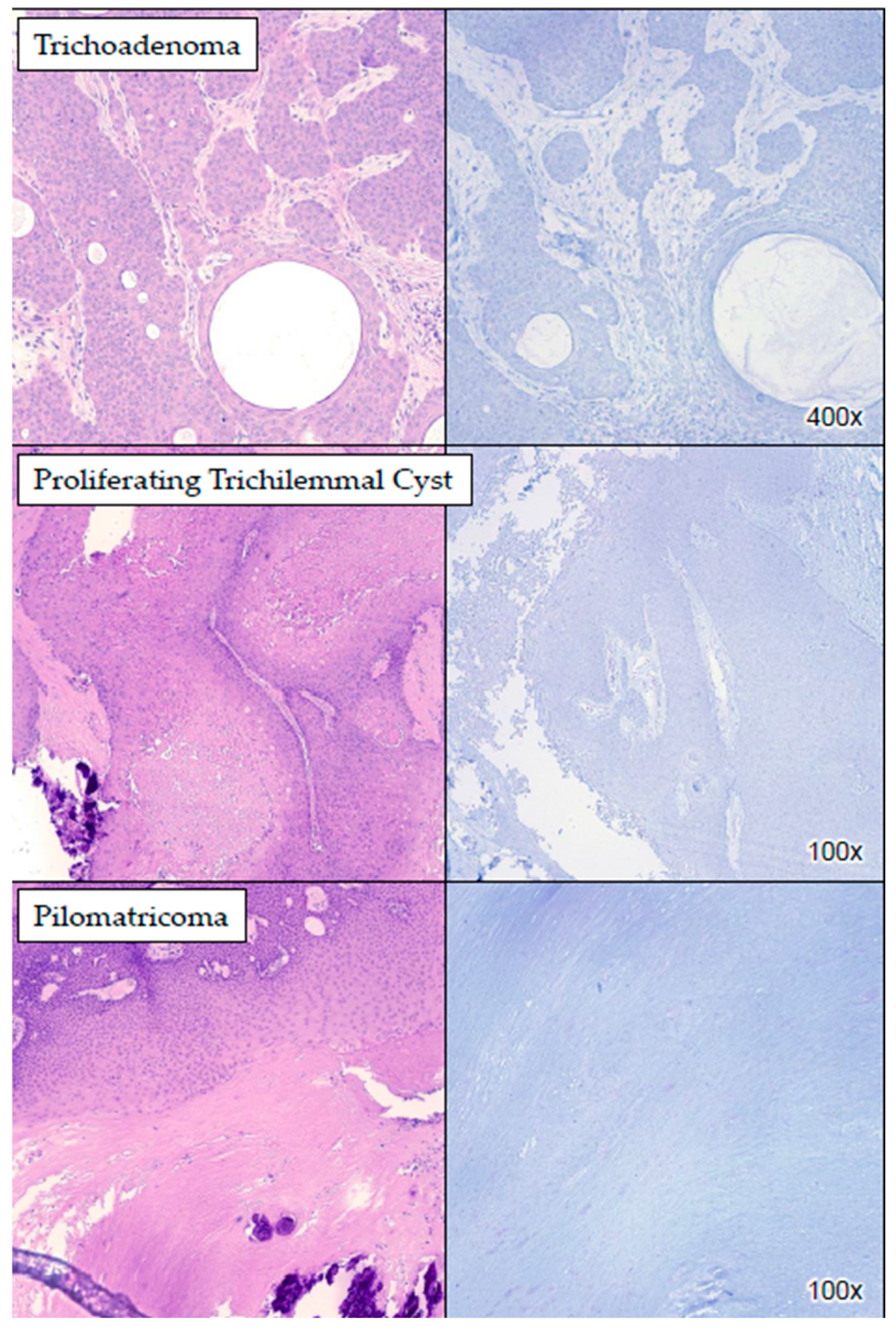 Dermatopathology 11 00039 g002