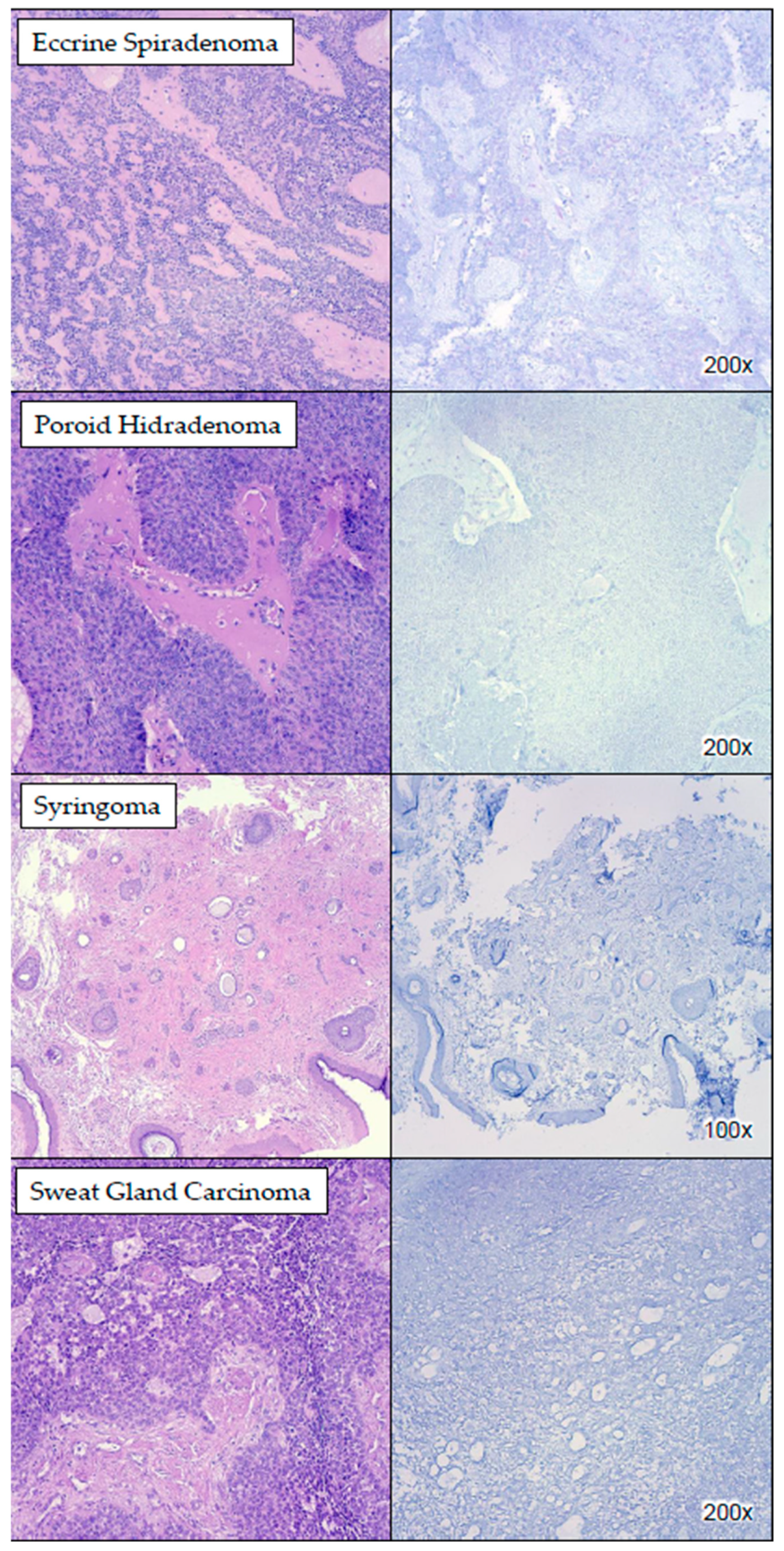 Dermatopathology 11 00039 g003
