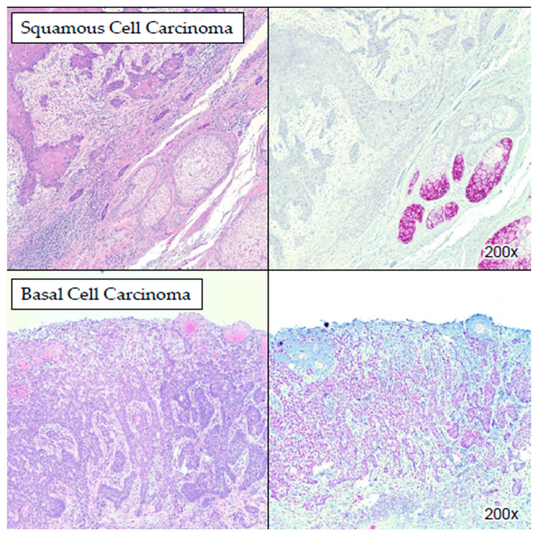 Dermatopathology 11 00039 g004