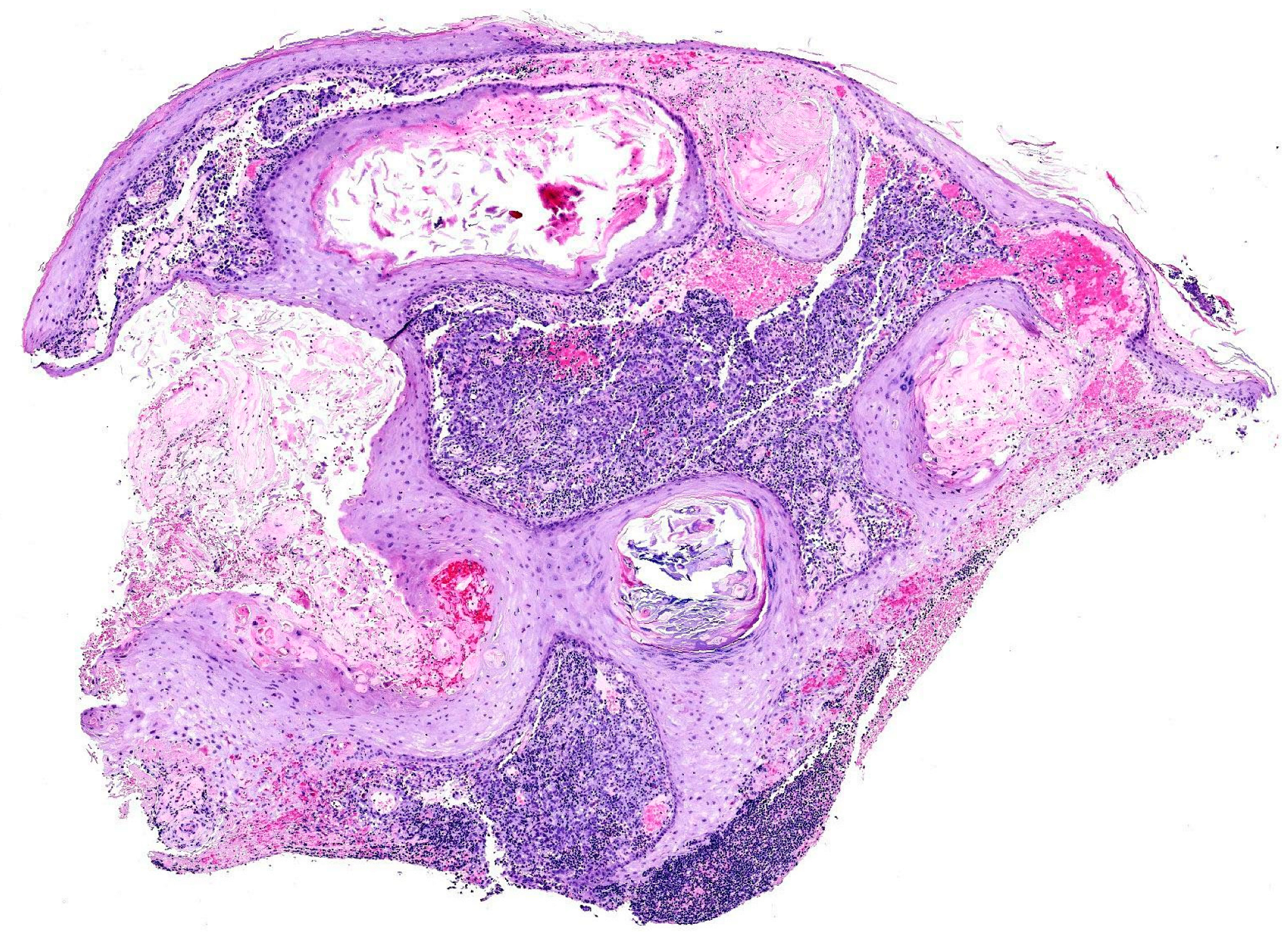 Dermatopathology 12 00009 g001