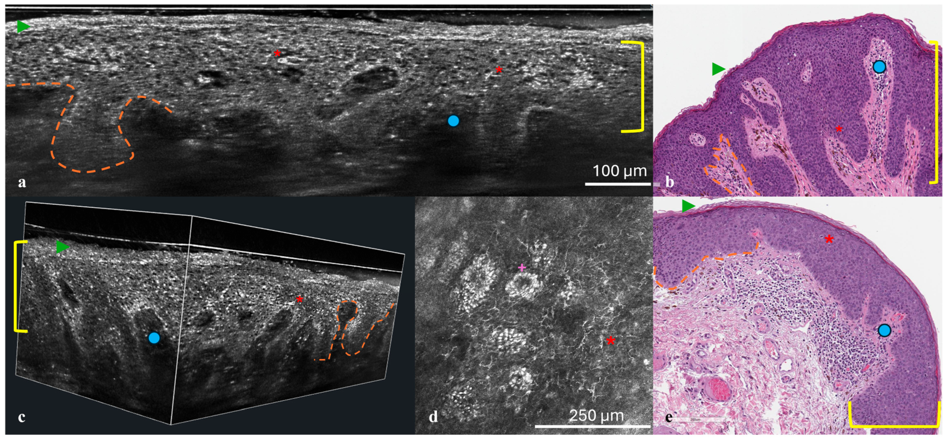 Dermatopathology 12 00019 g002