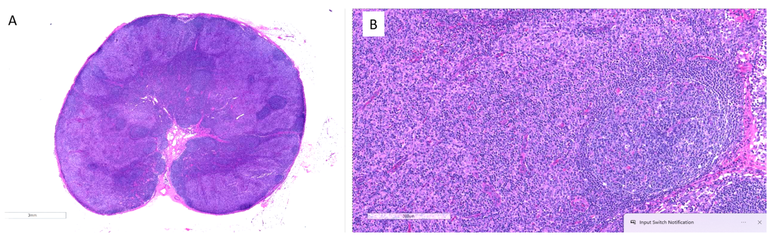 Dermatopathology 12 00022 g003