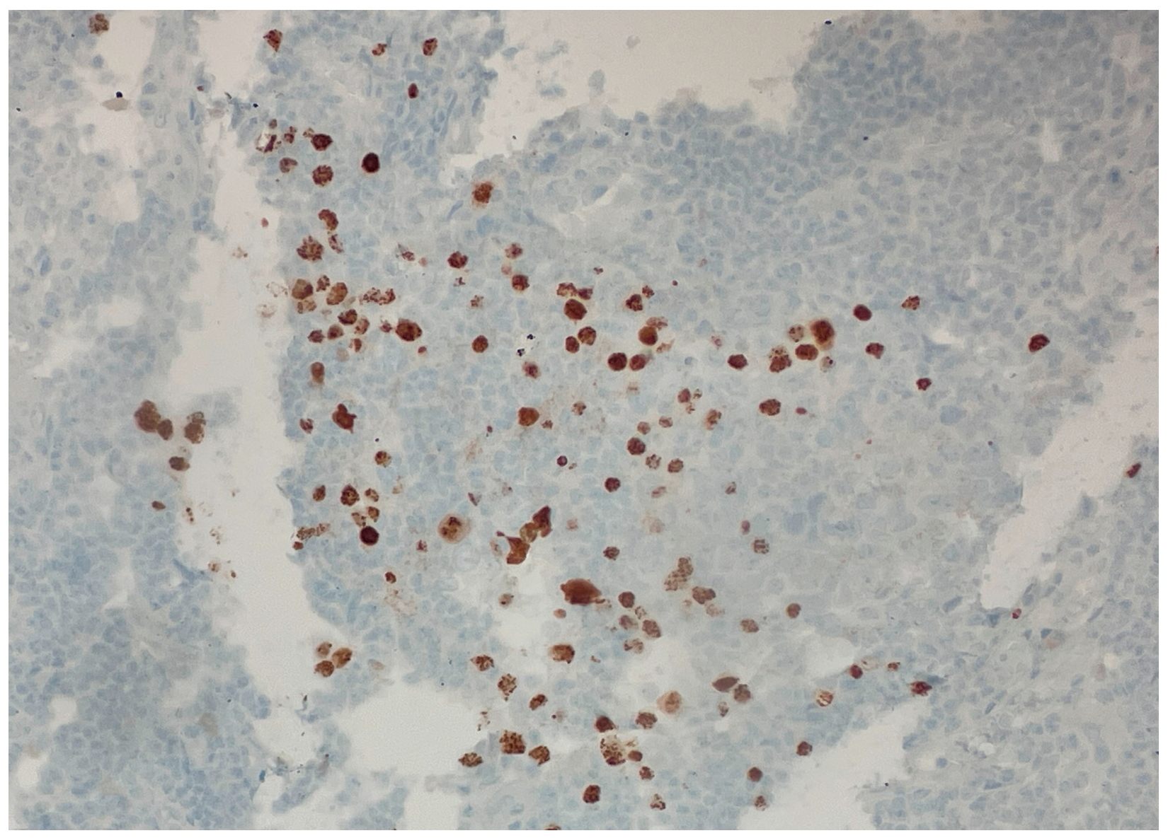 Dermatopathology 12 00033 g001