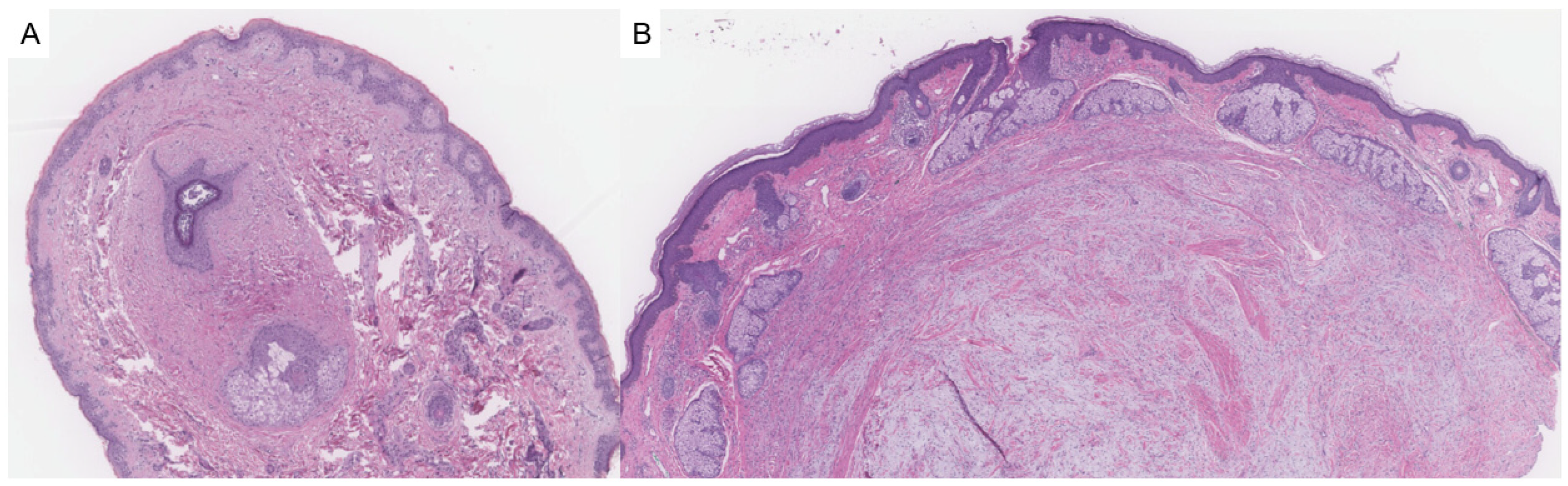 Dermatopathology 12 00034 g001 Dermatopathology 12 00034 g001
