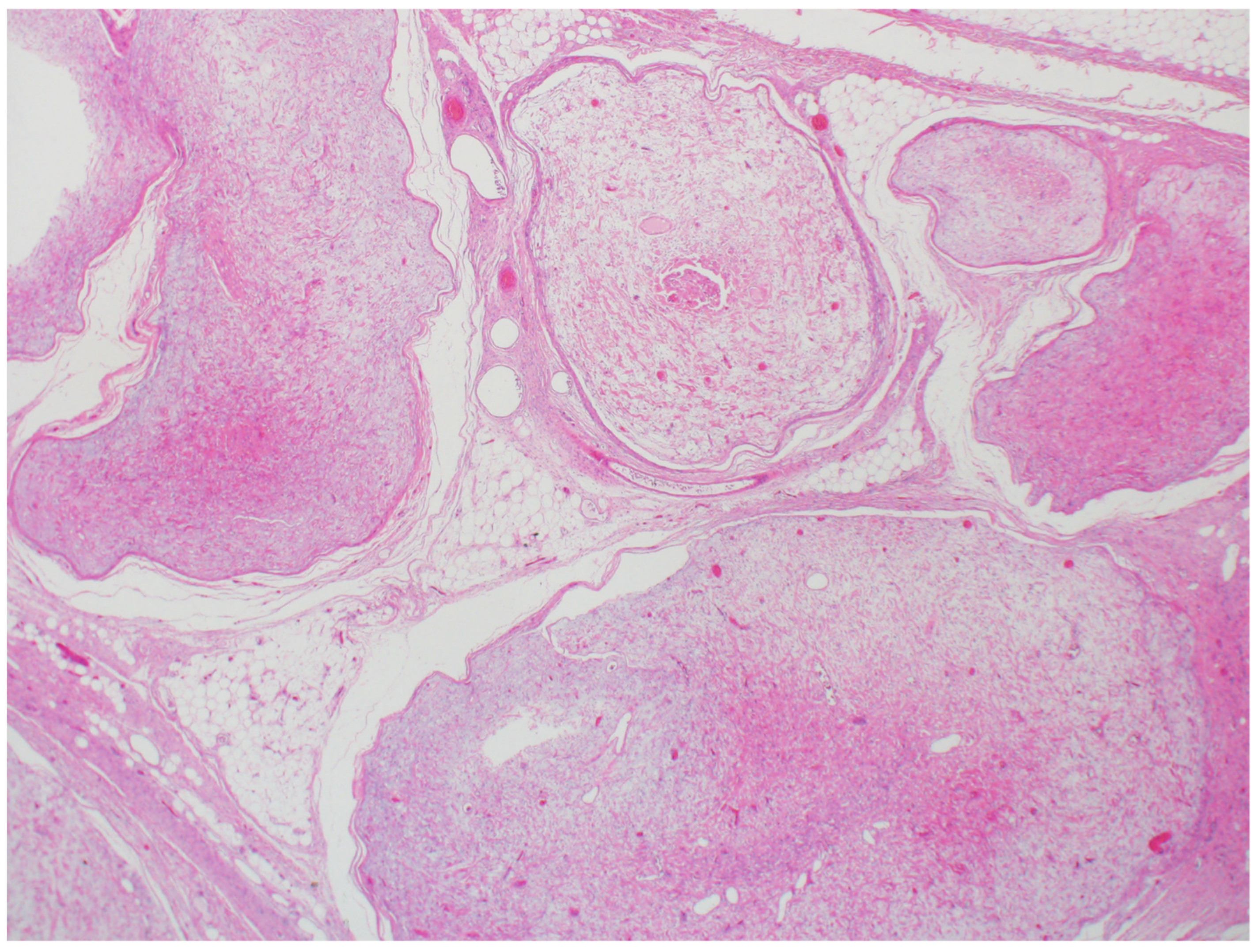Dermatopathology 12 00034 g012 Dermatopathology 12 00034 g012