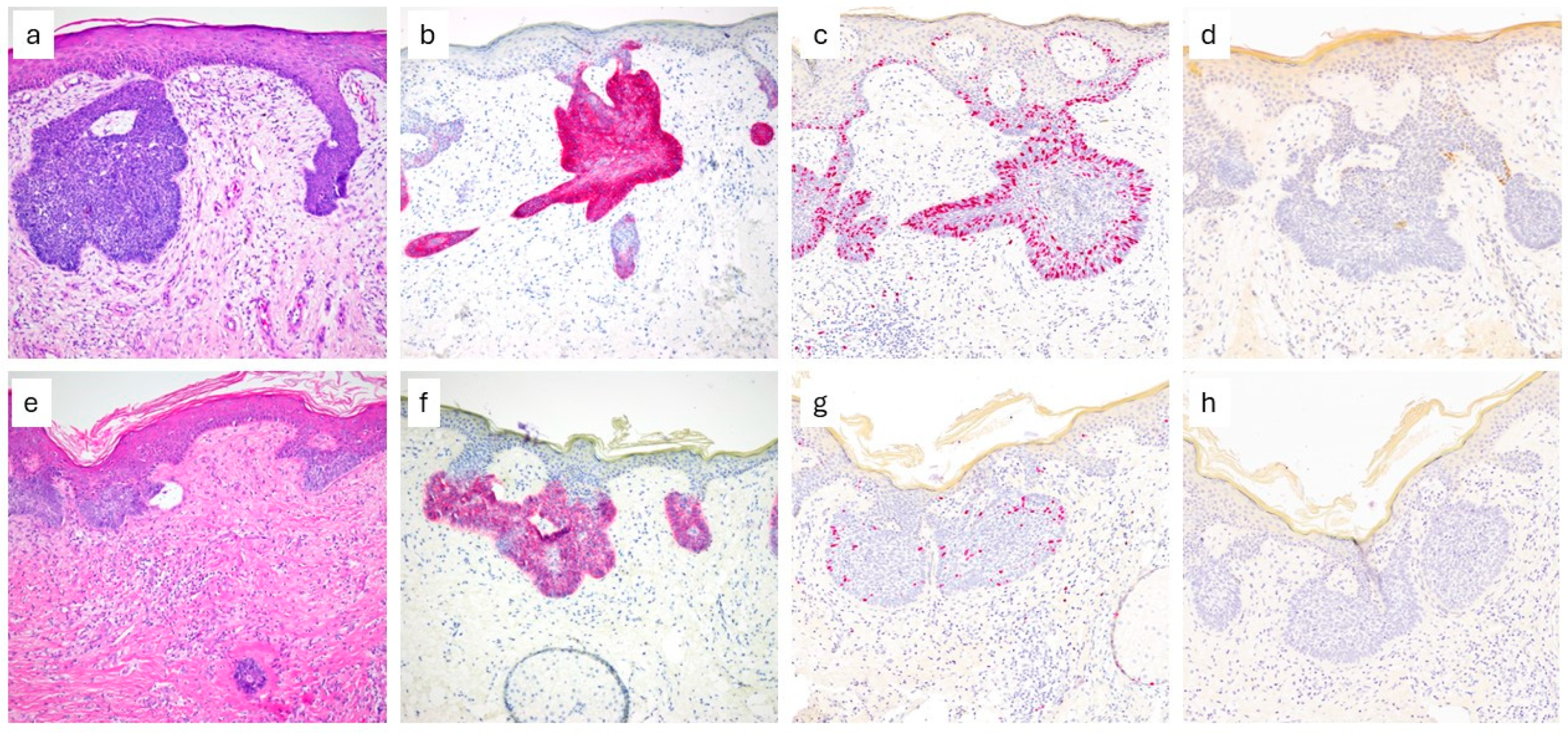 Dermatopathology 12 00036 g001 Dermatopathology 12 00036 g001