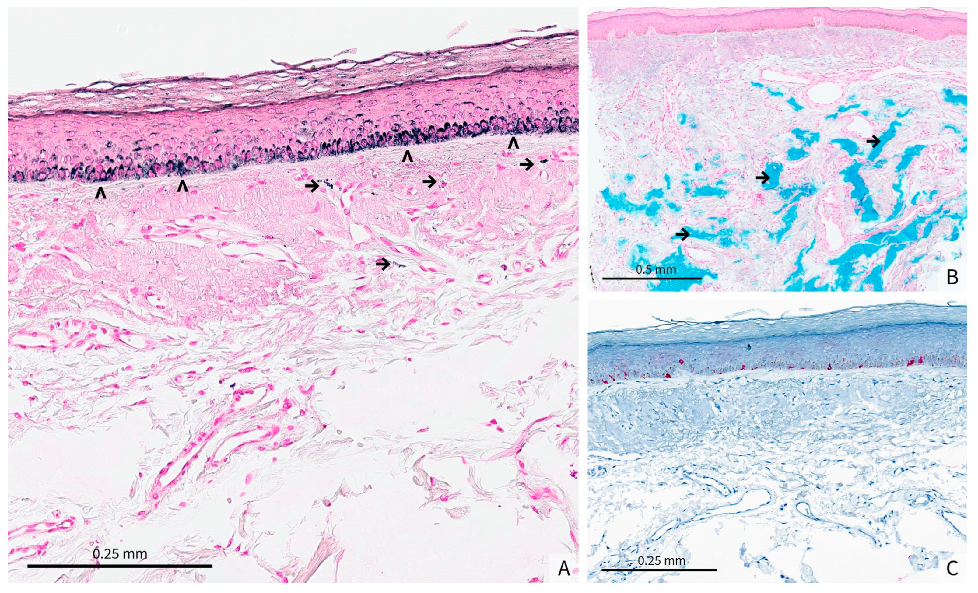 Dermatopathology 12 00041 g002