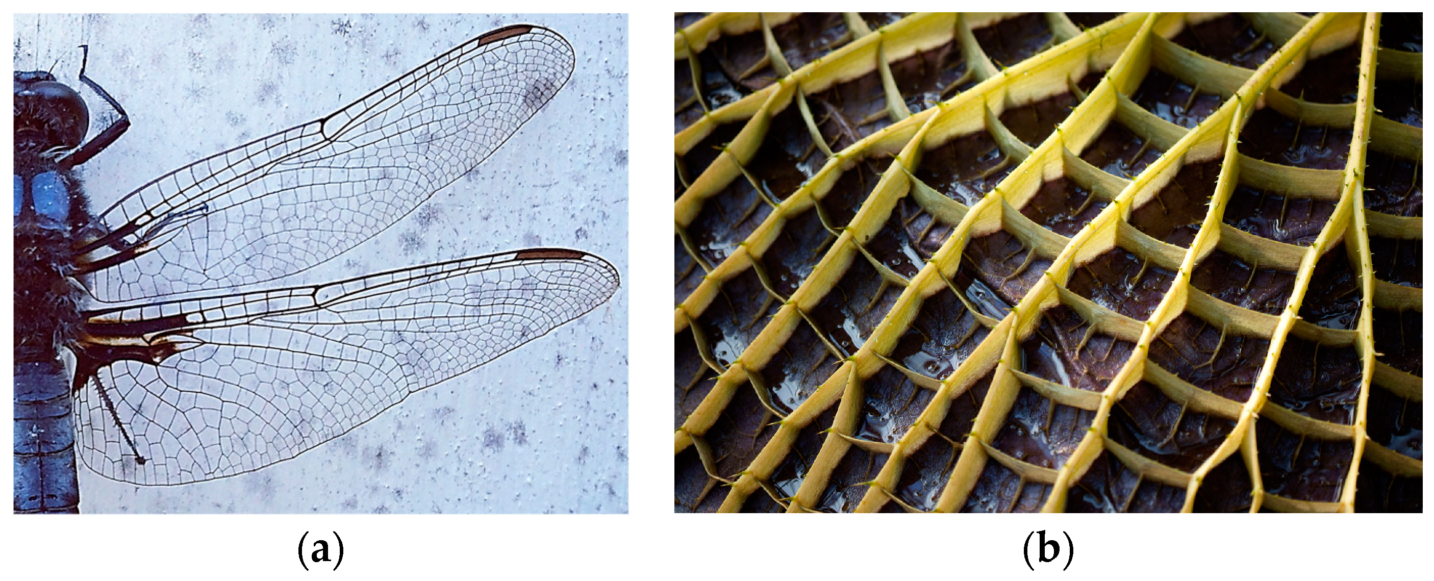 Designs 03 00019 g011