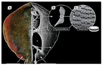 Designs 03 00019 i011