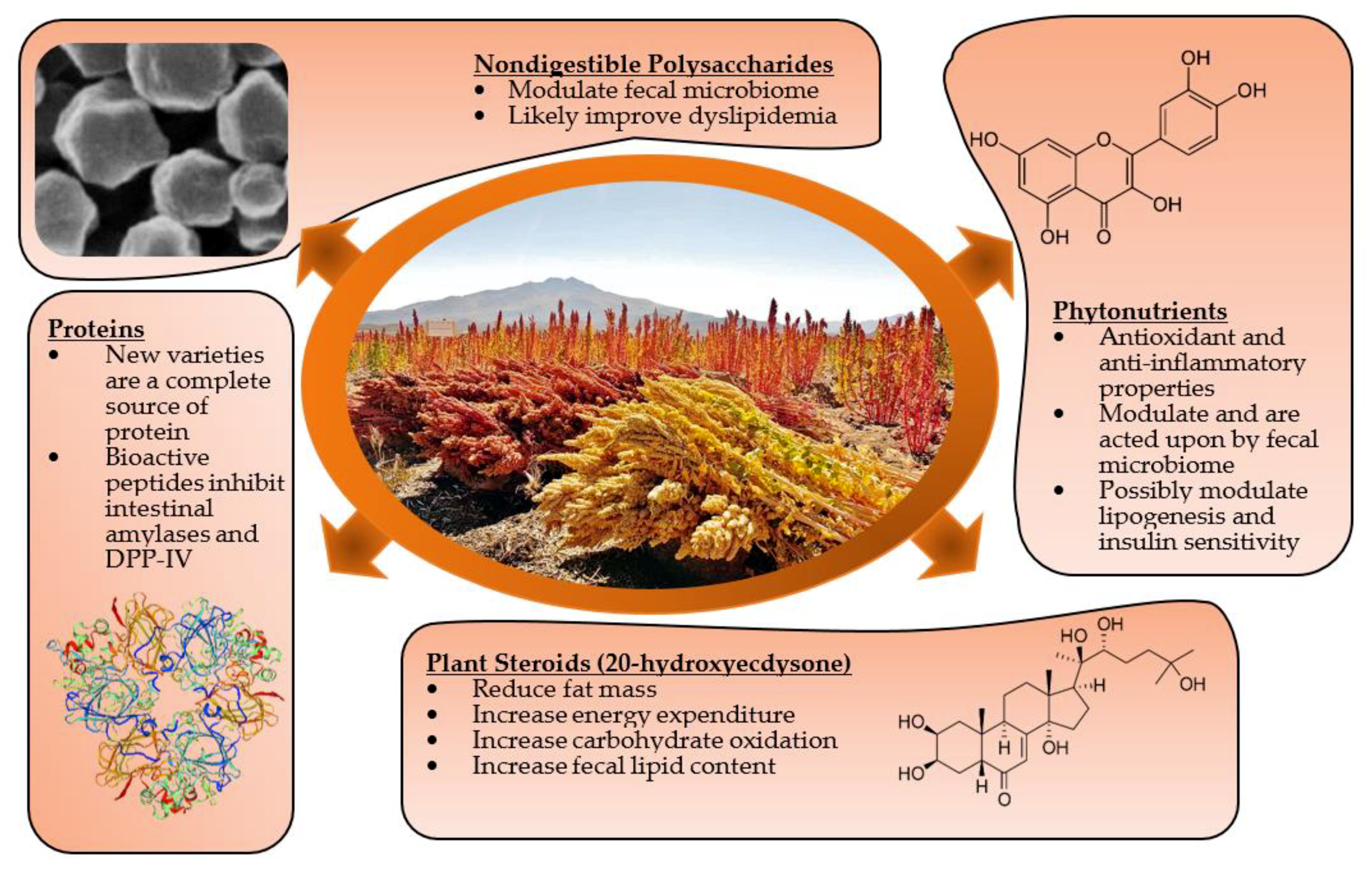 Quinoa's Potential to Enhance Dietary Management of Obesity