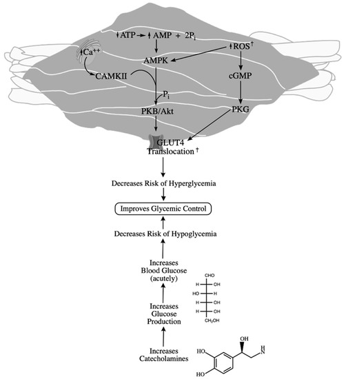 diabetes dysbatiosis kezelése