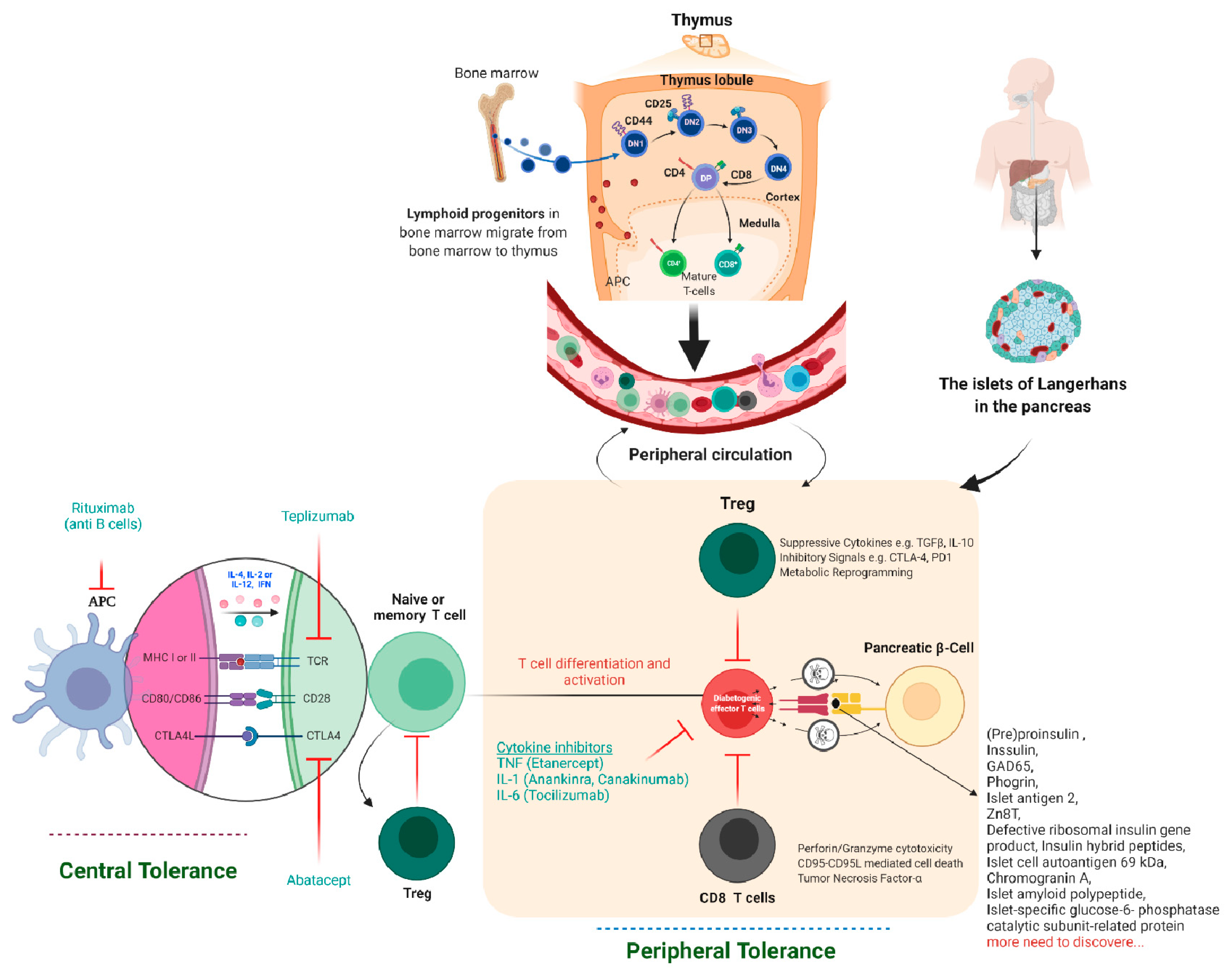 Diabetology 03 00007 g002 Diabetology 03 00007 g002