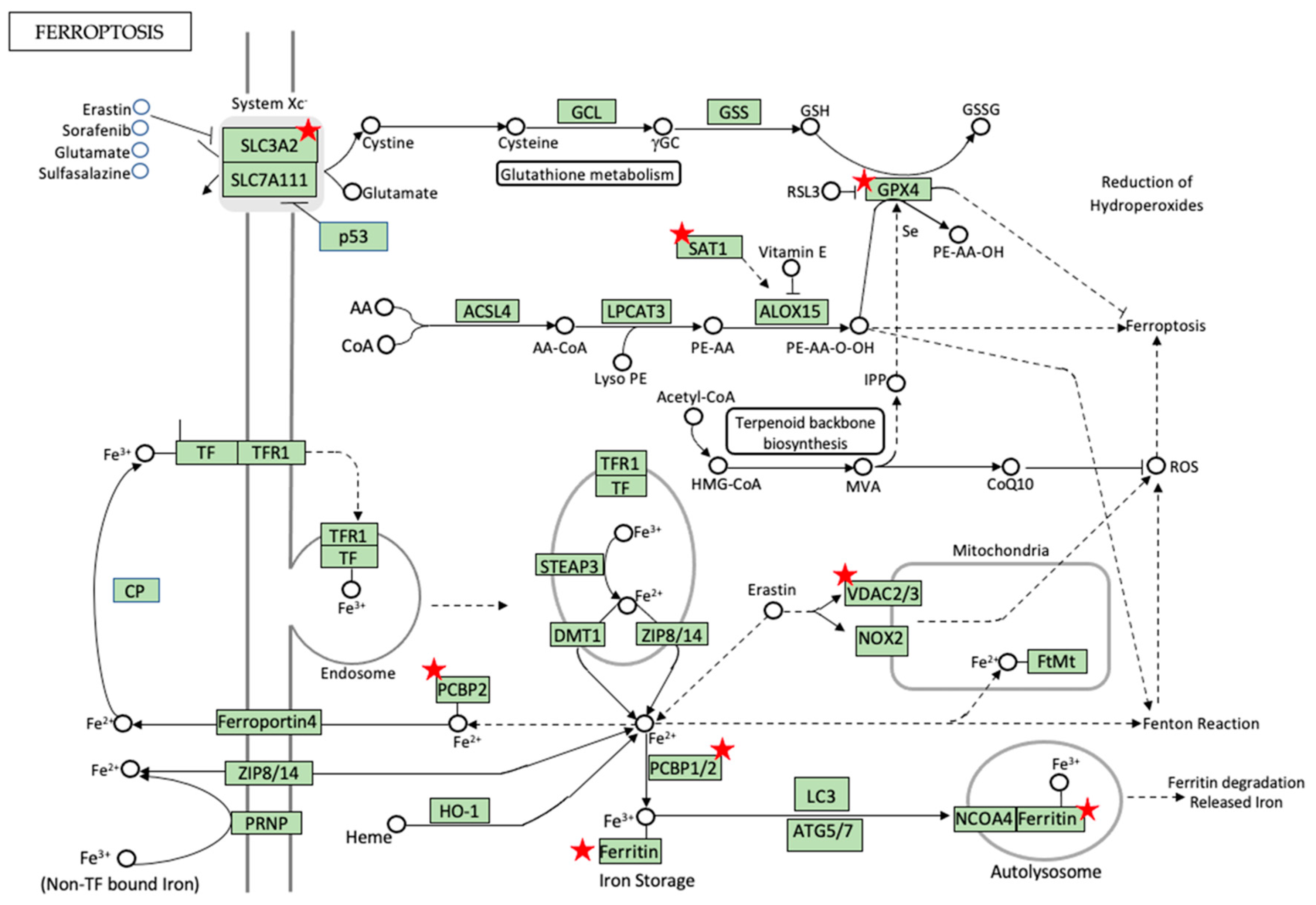 Diabetology 03 00013 g006