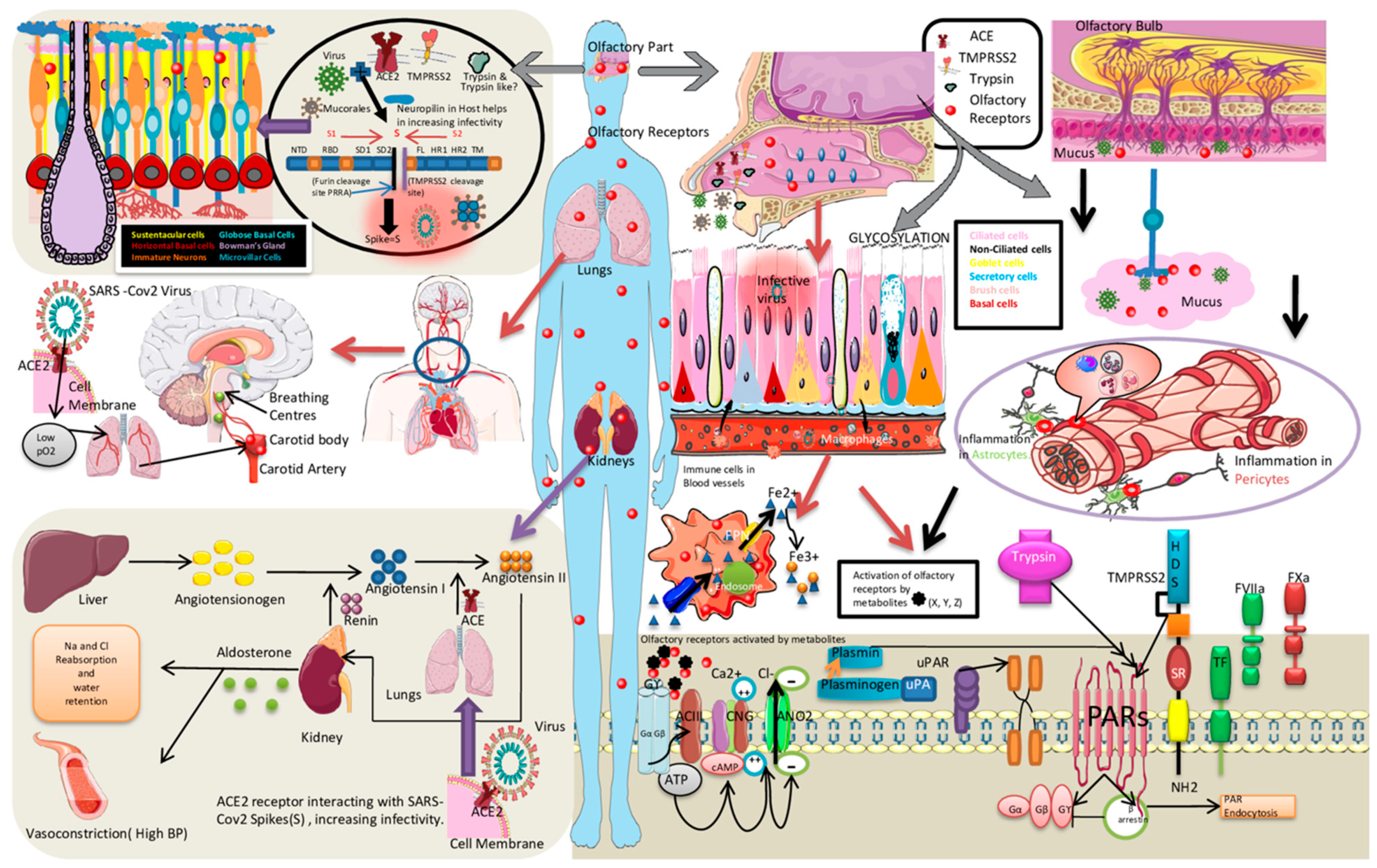 Diabetology 03 00013 g007