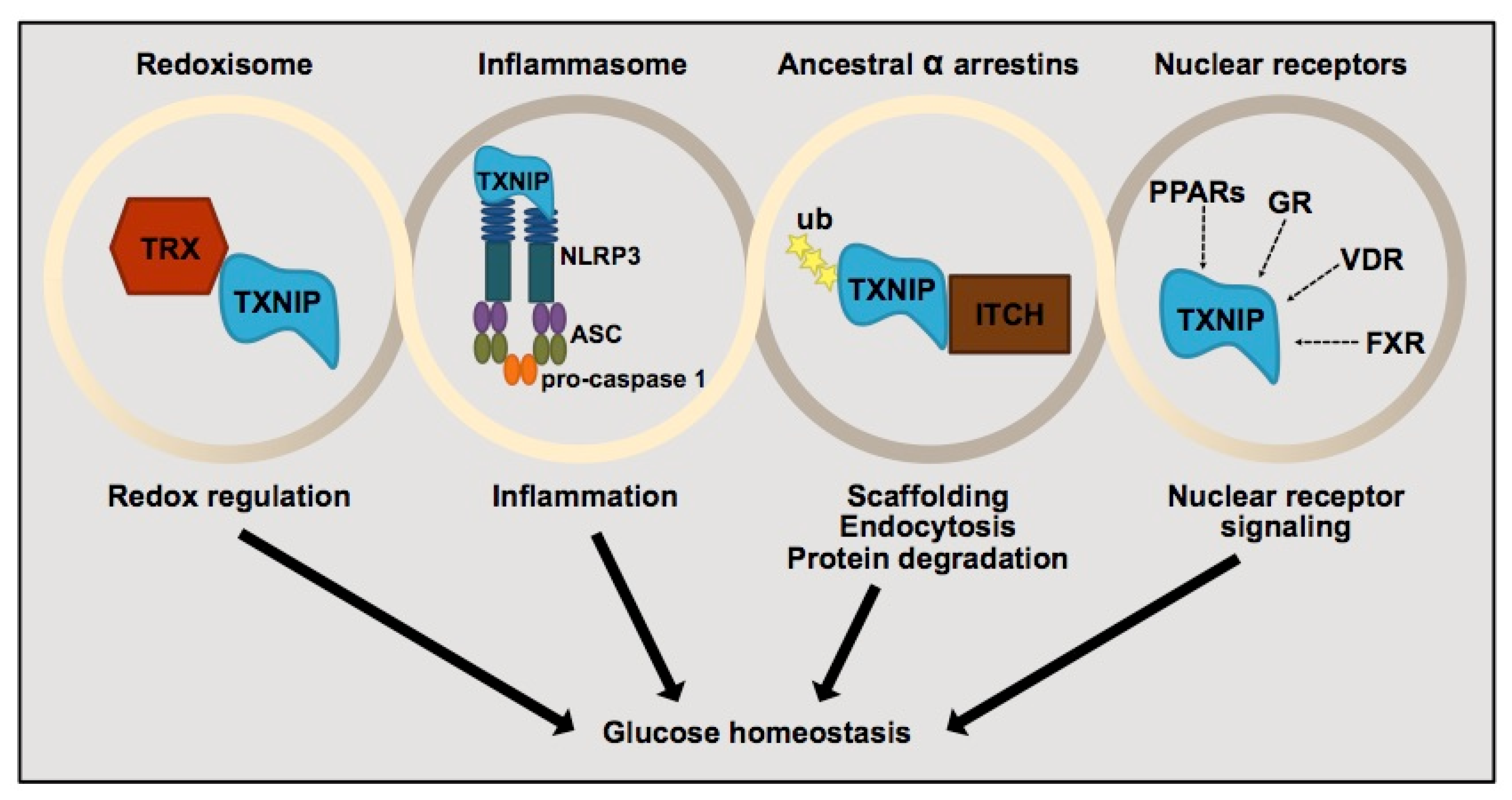 Diabetology 03 00030 g002