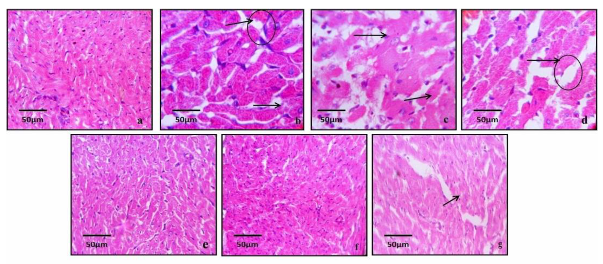 Diabetology 03 00043 g010