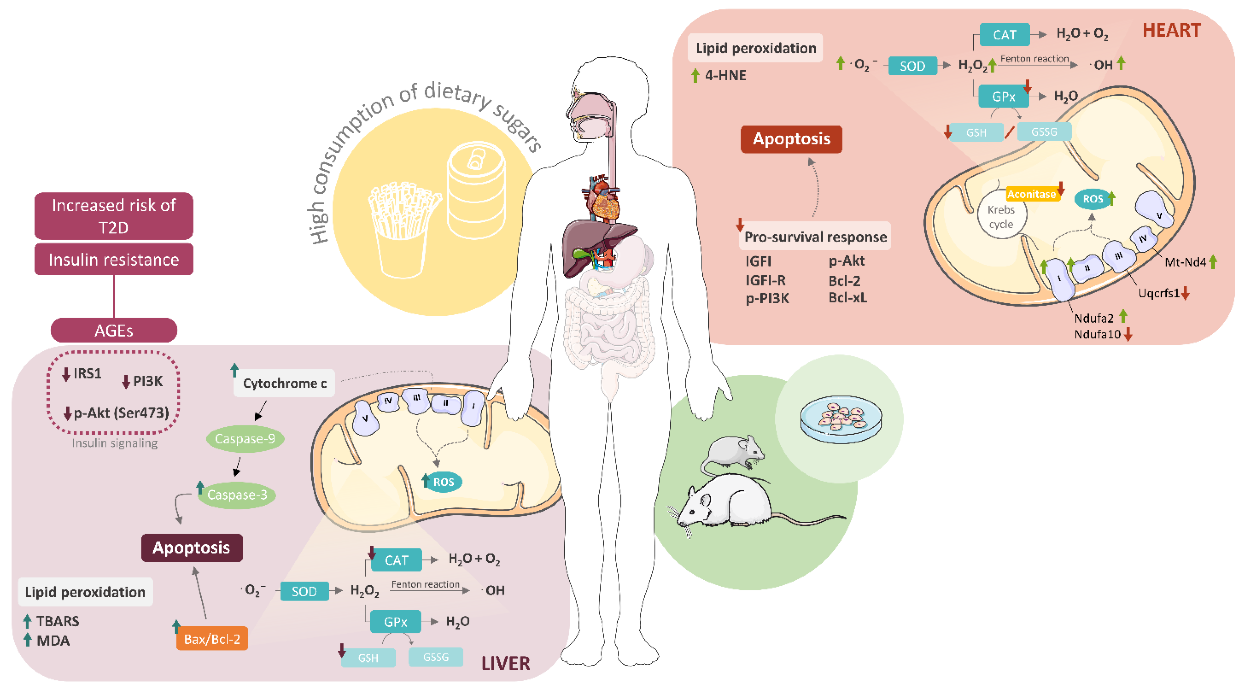 Diabetology 03 00044 g001 Diabetology 03 00044 g001