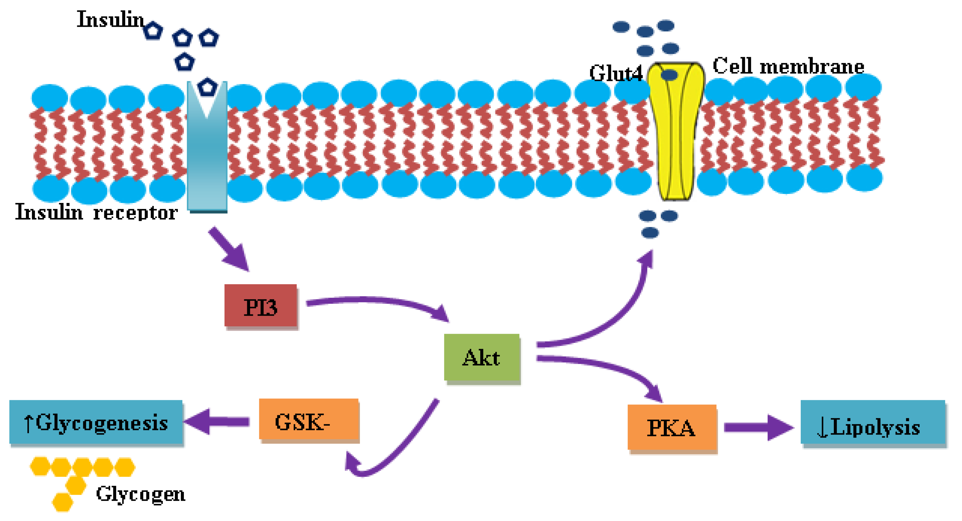 Diabetology 04 00015 g002 Diabetology 04 00015 g002