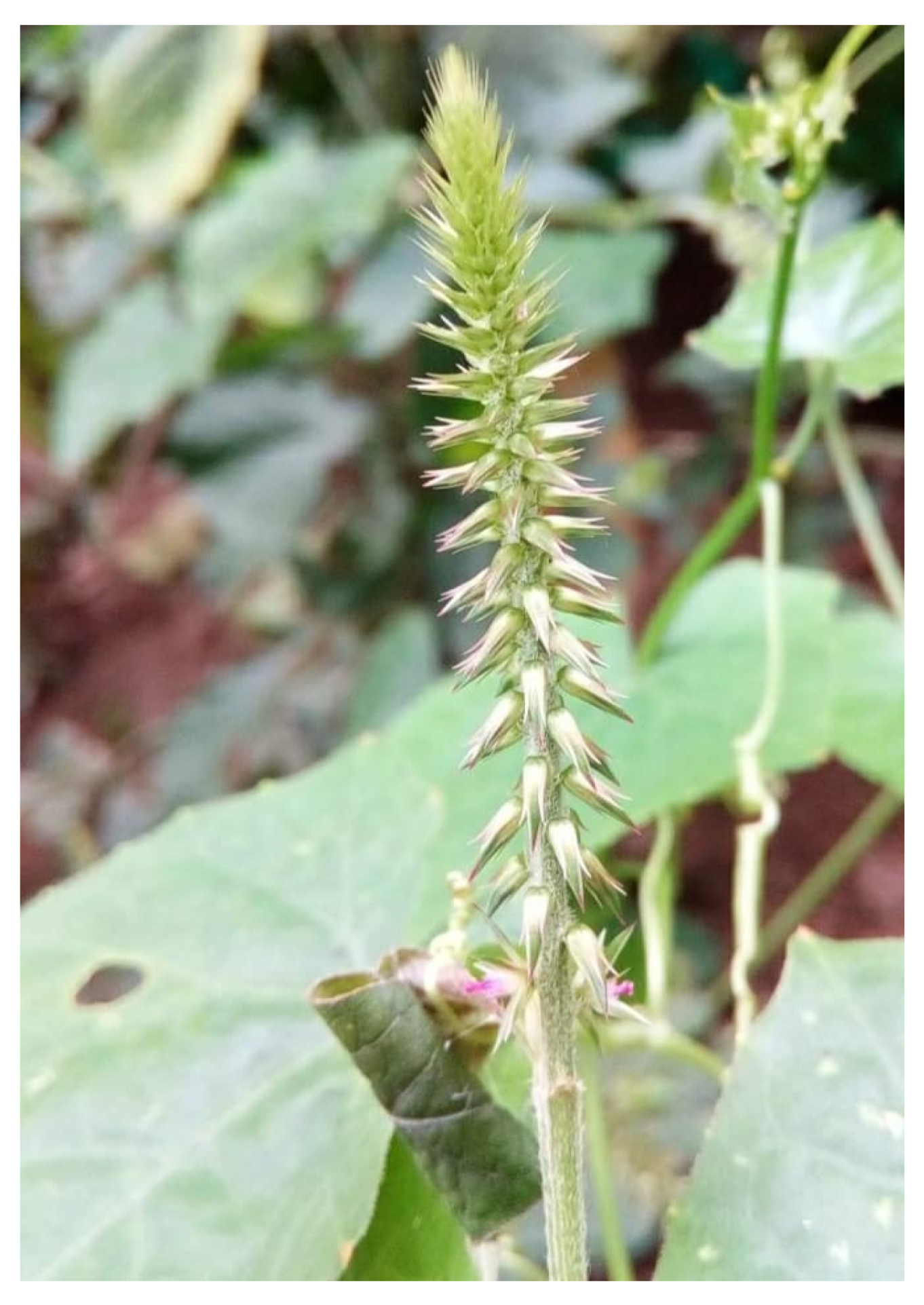 Diabetology 04 00019 g001 Diabetology 04 00019 g001