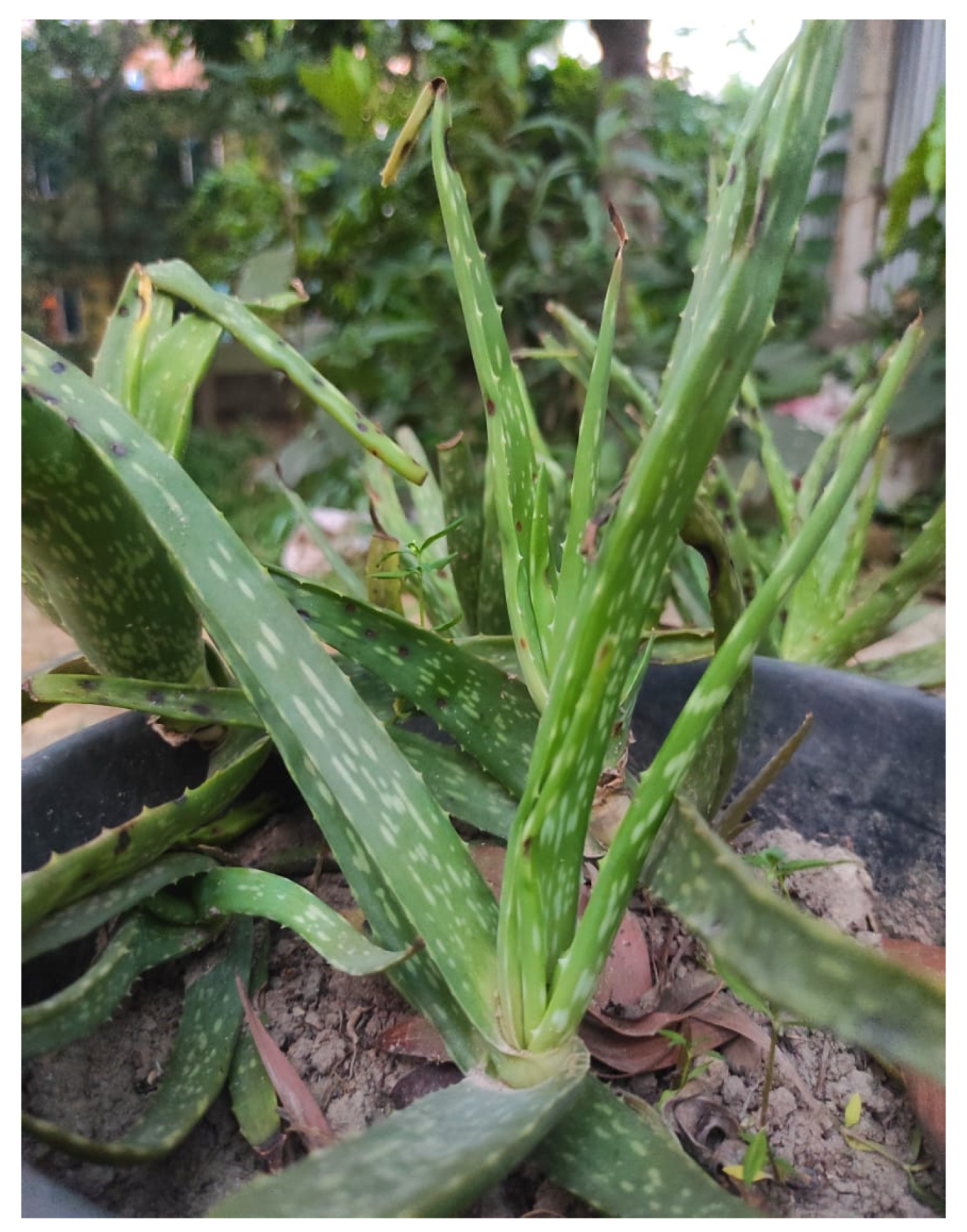 Diabetology 04 00019 g002 Diabetology 04 00019 g002