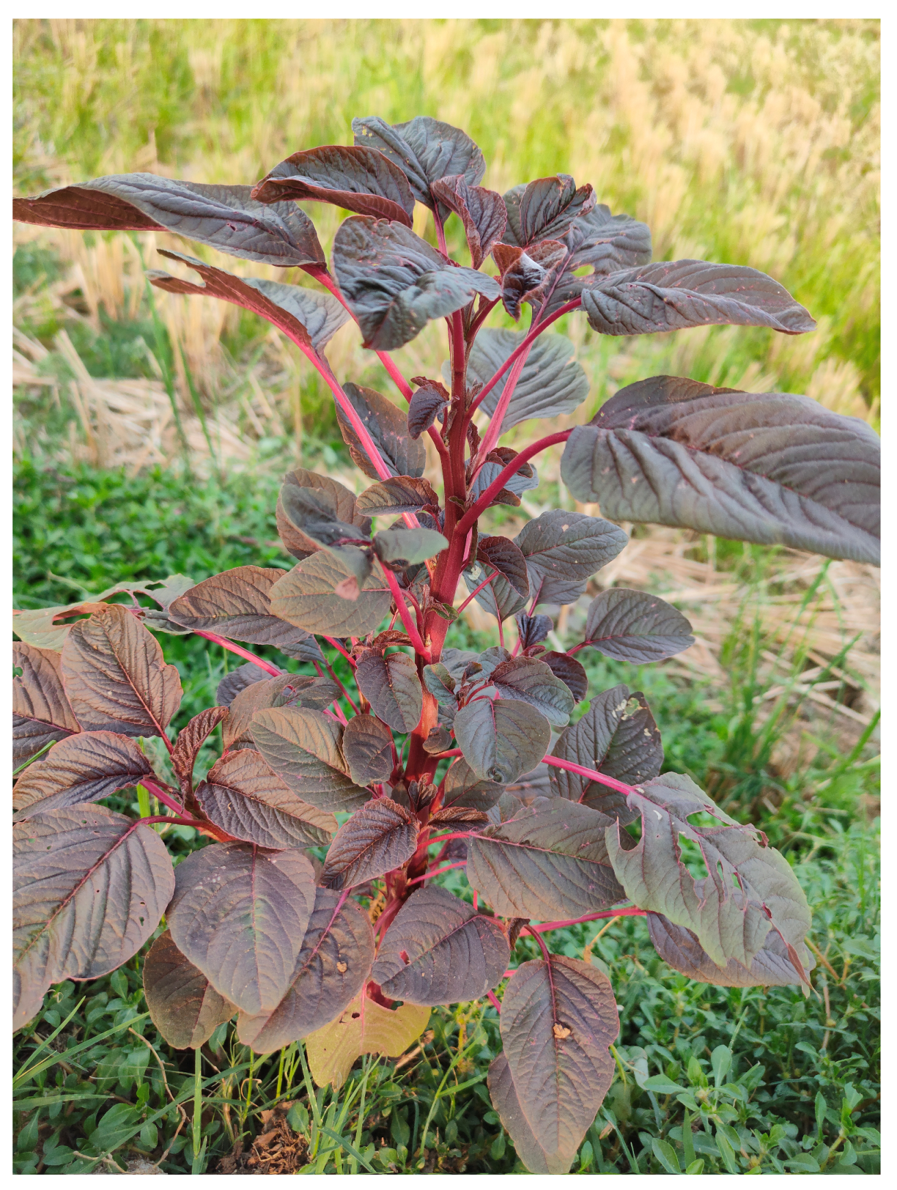 Diabetology 04 00019 g003 Diabetology 04 00019 g003