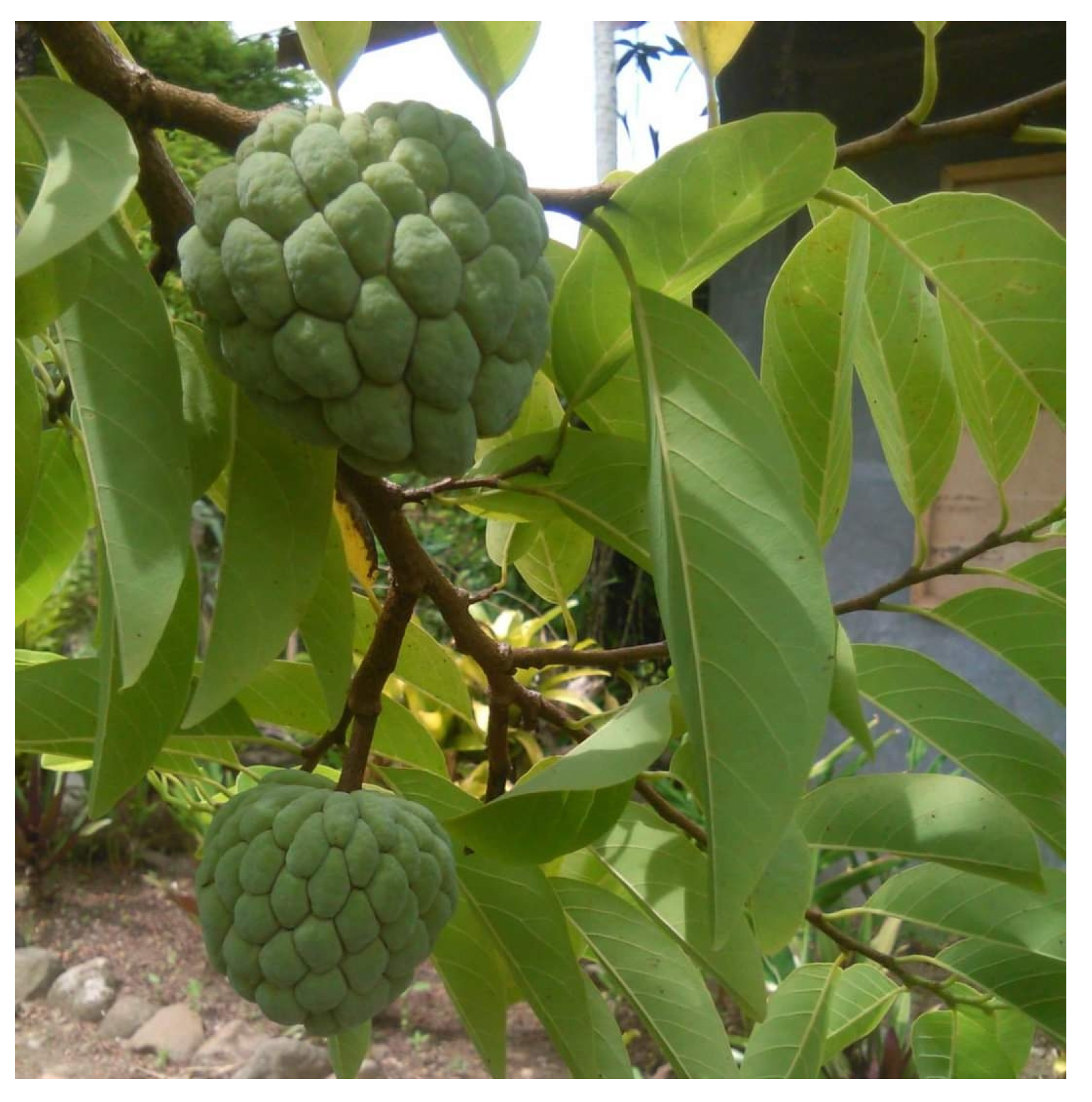 Diabetology 04 00019 g006 Diabetology 04 00019 g006