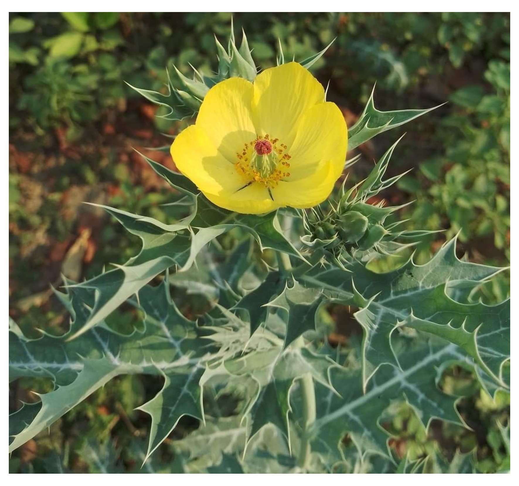 Diabetology 04 00019 g007 Diabetology 04 00019 g007