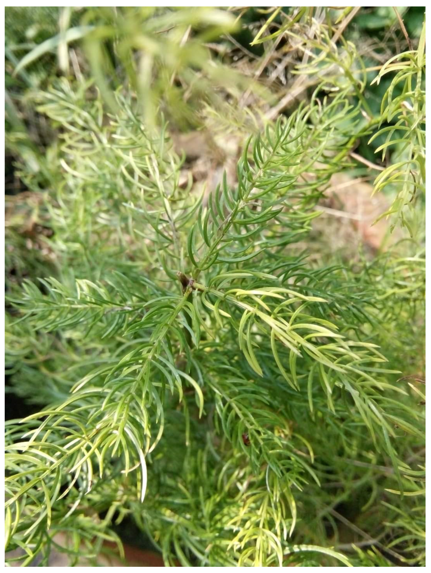 Diabetology 04 00019 g008 Diabetology 04 00019 g008