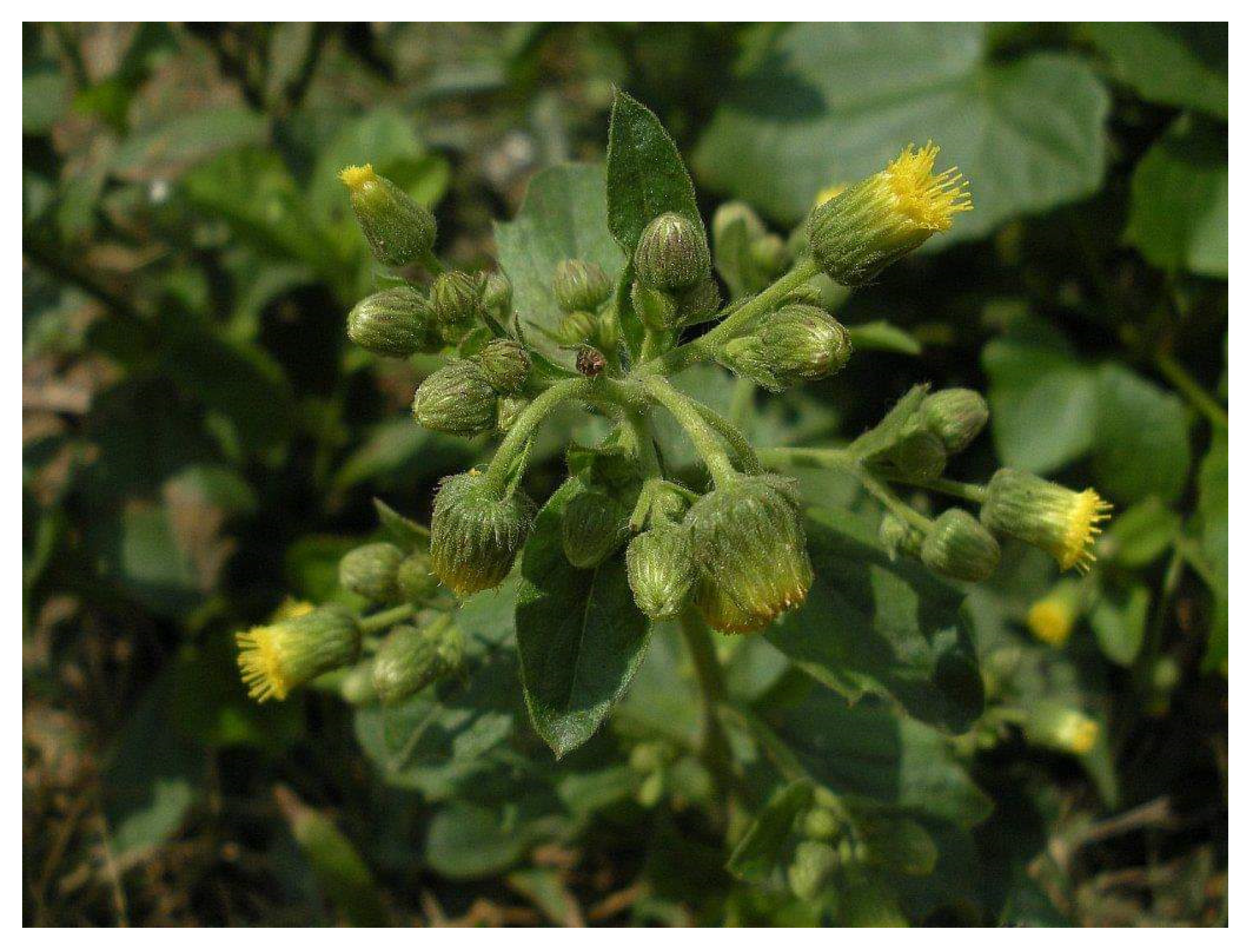 Diabetology 04 00019 g010 Diabetology 04 00019 g010