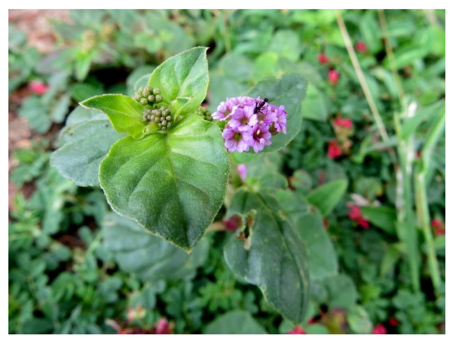 Diabetology 04 00019 g011 Diabetology 04 00019 g011