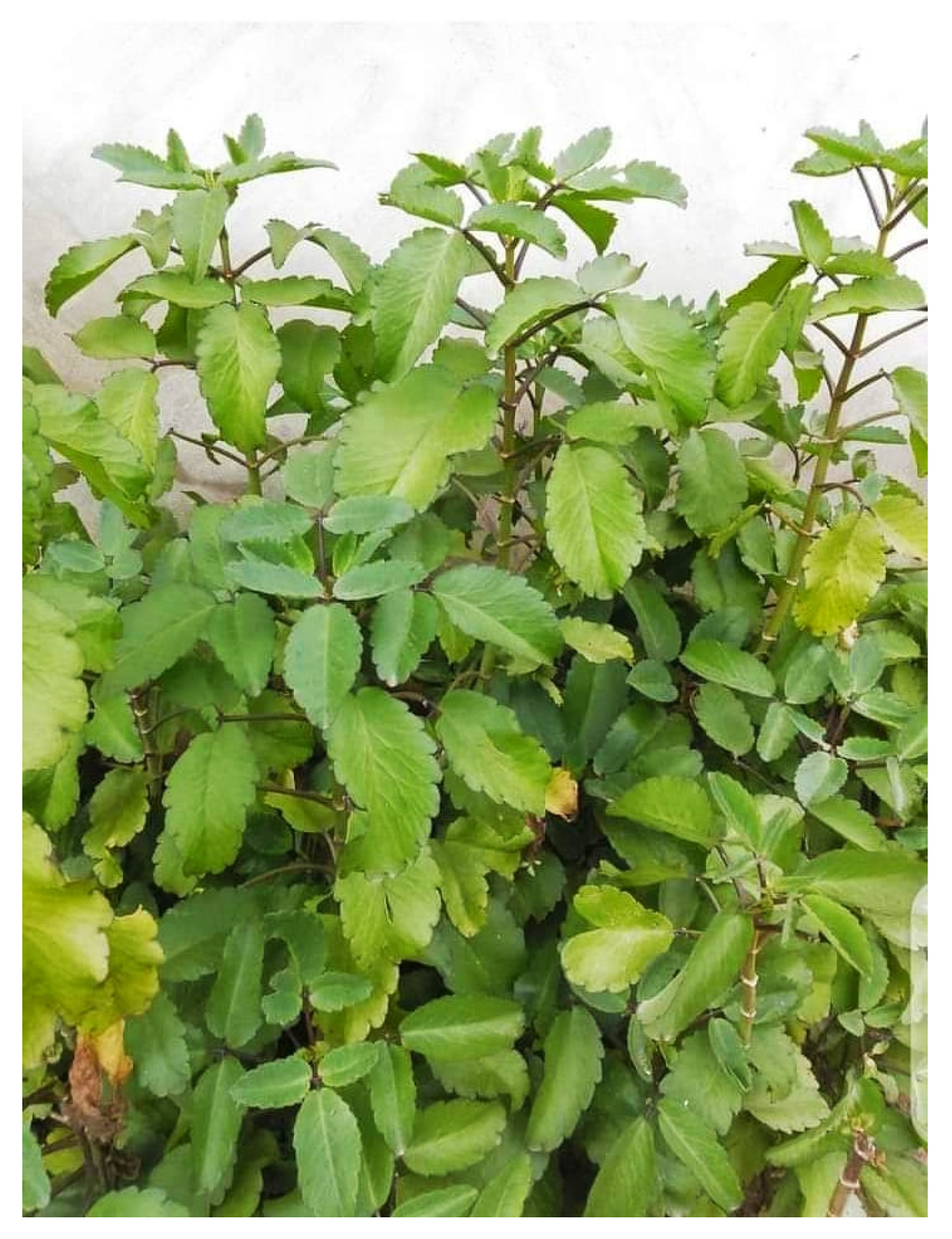 Diabetology 04 00019 g013 Diabetology 04 00019 g013