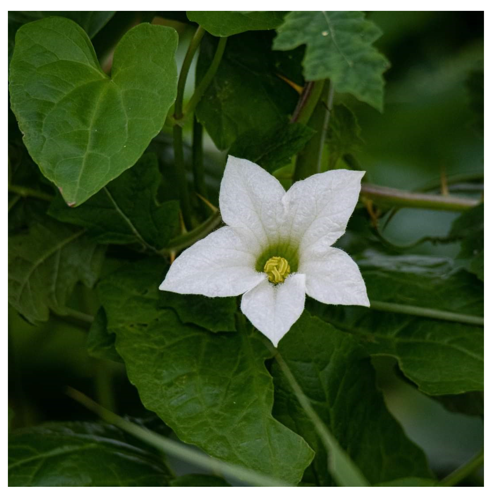 Diabetology 04 00019 g016 Diabetology 04 00019 g016