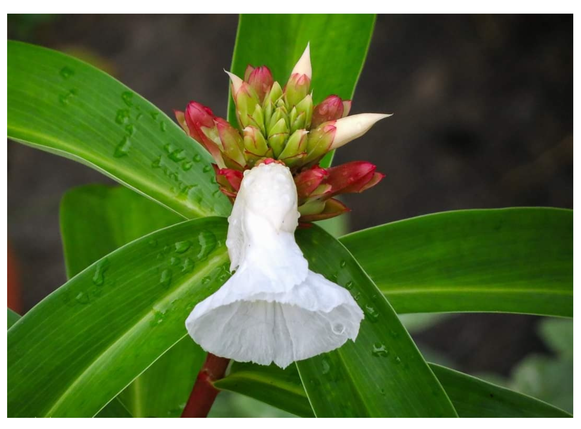 Diabetology 04 00019 g019 Diabetology 04 00019 g019