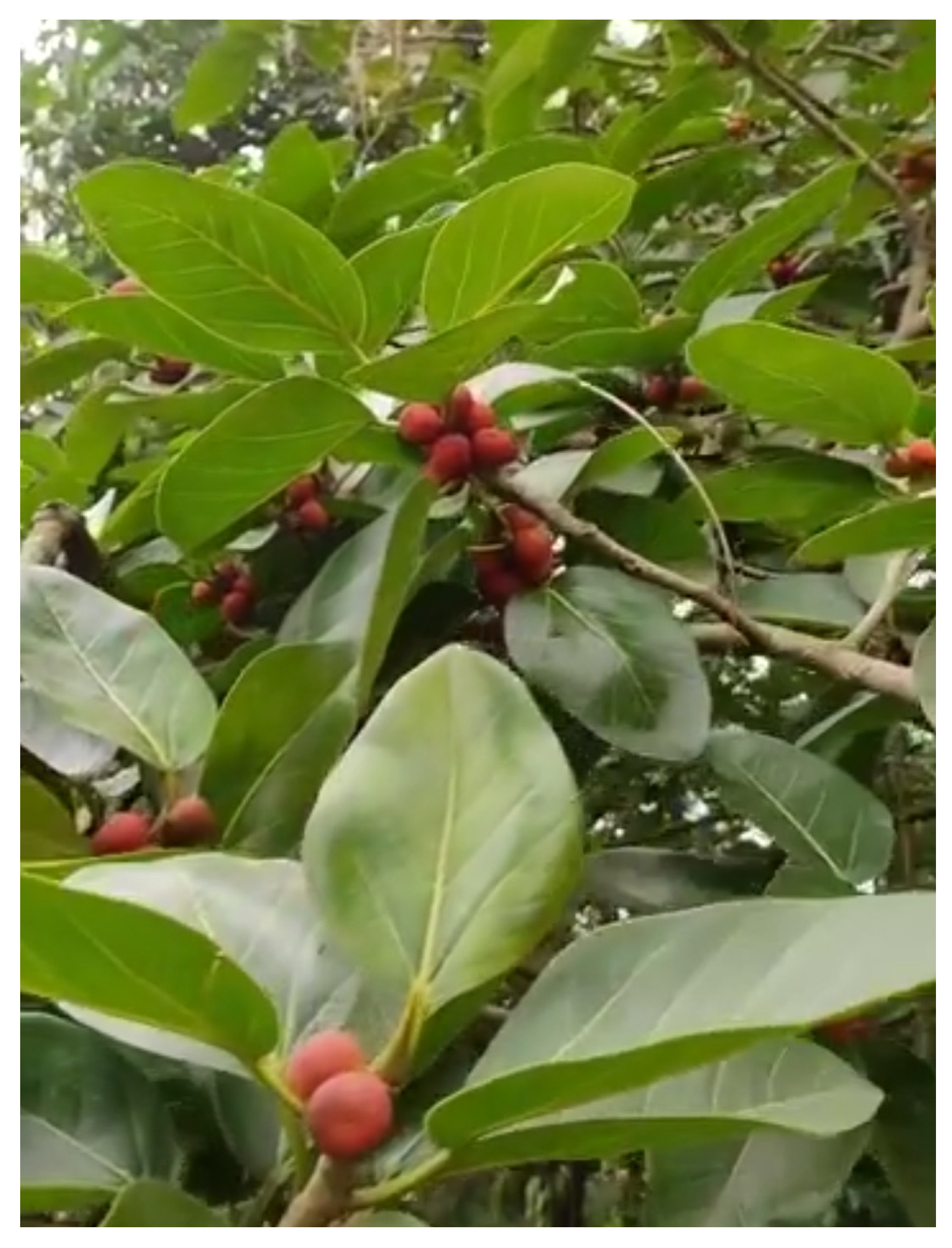 Diabetology 04 00019 g020 Diabetology 04 00019 g020