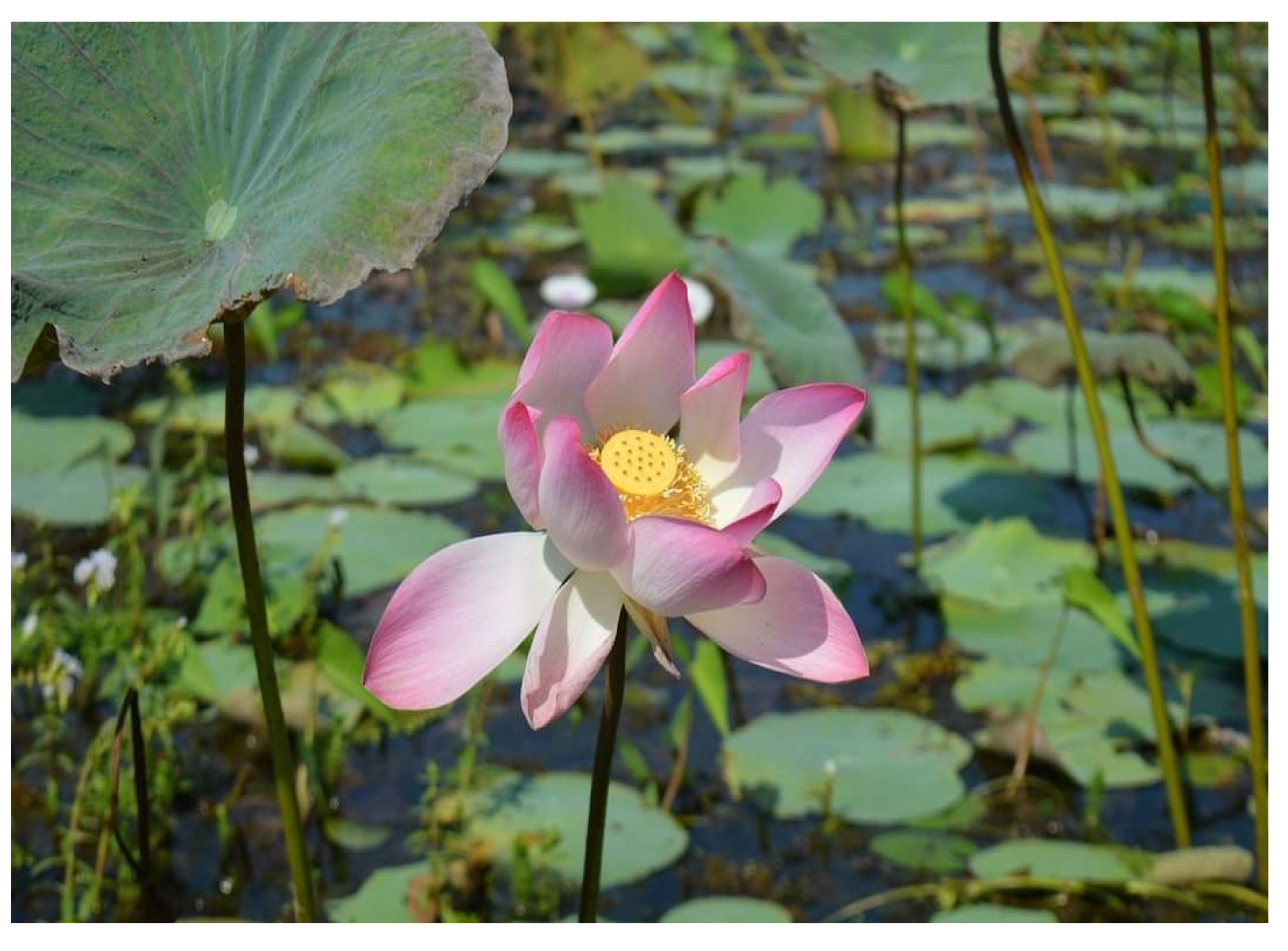 Diabetology 04 00019 g029 Diabetology 04 00019 g029