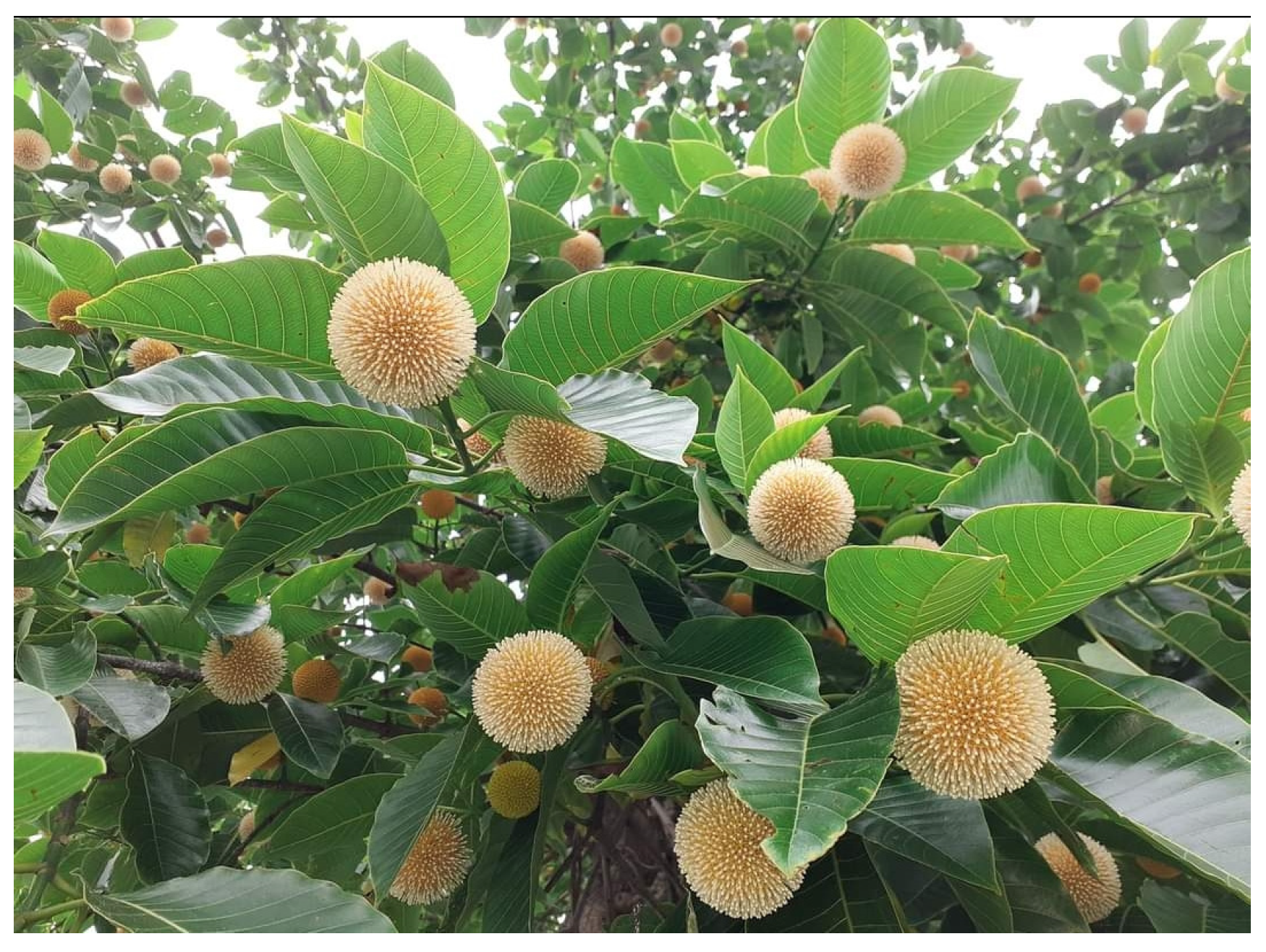 Diabetology 04 00019 g030 Diabetology 04 00019 g030