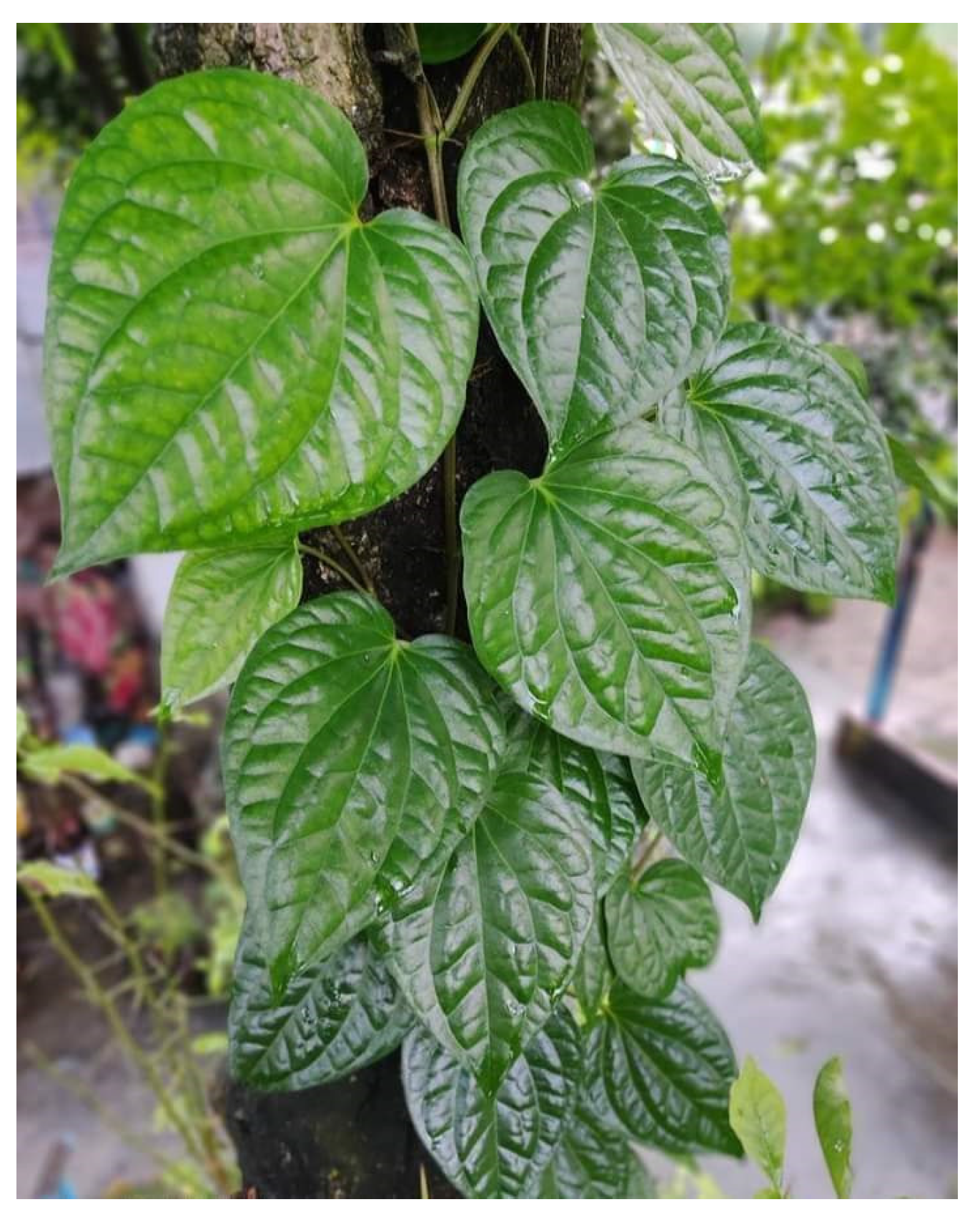 Diabetology 04 00019 g031 Diabetology 04 00019 g031