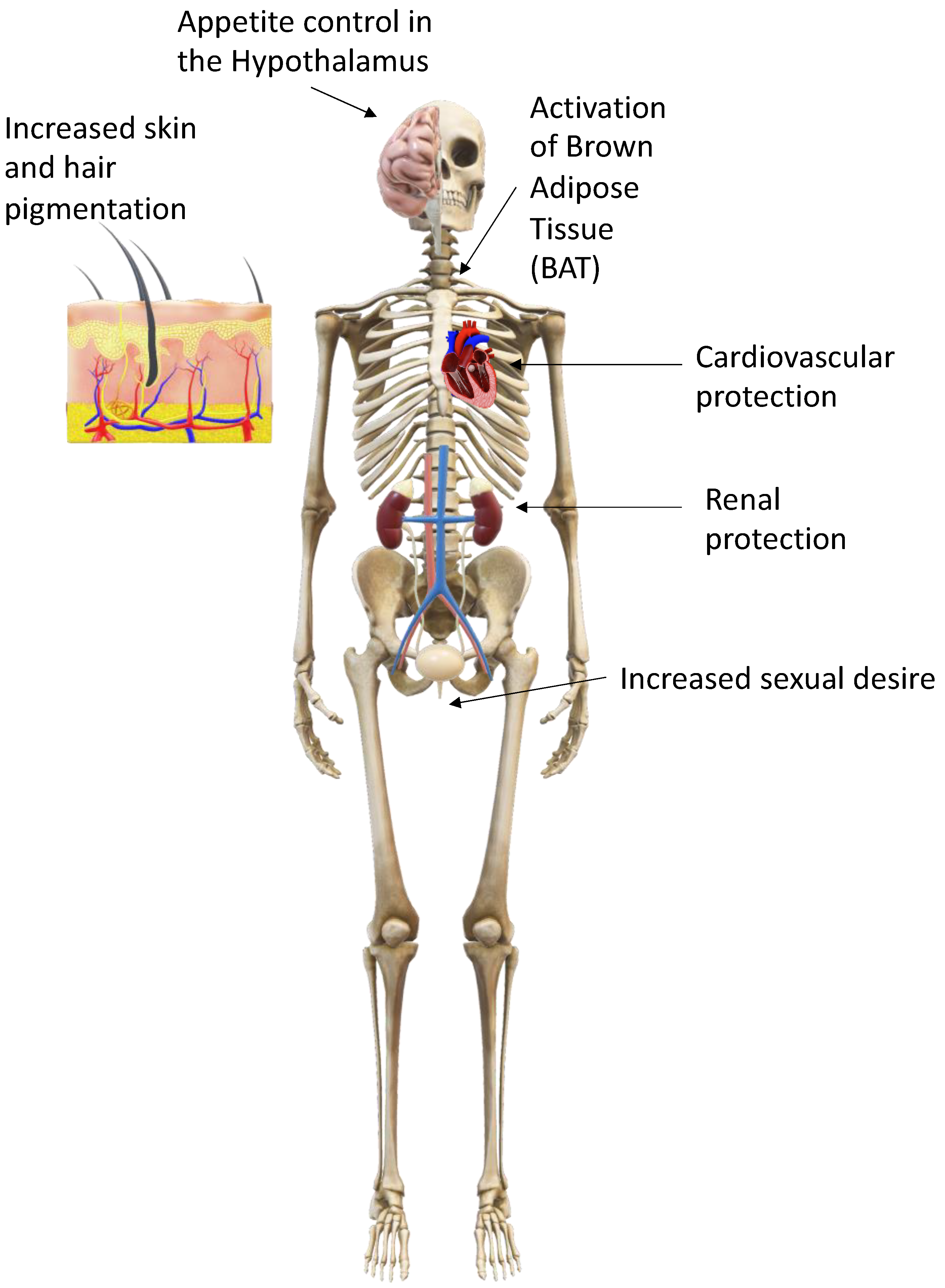 Diabetology 05 00006 g002