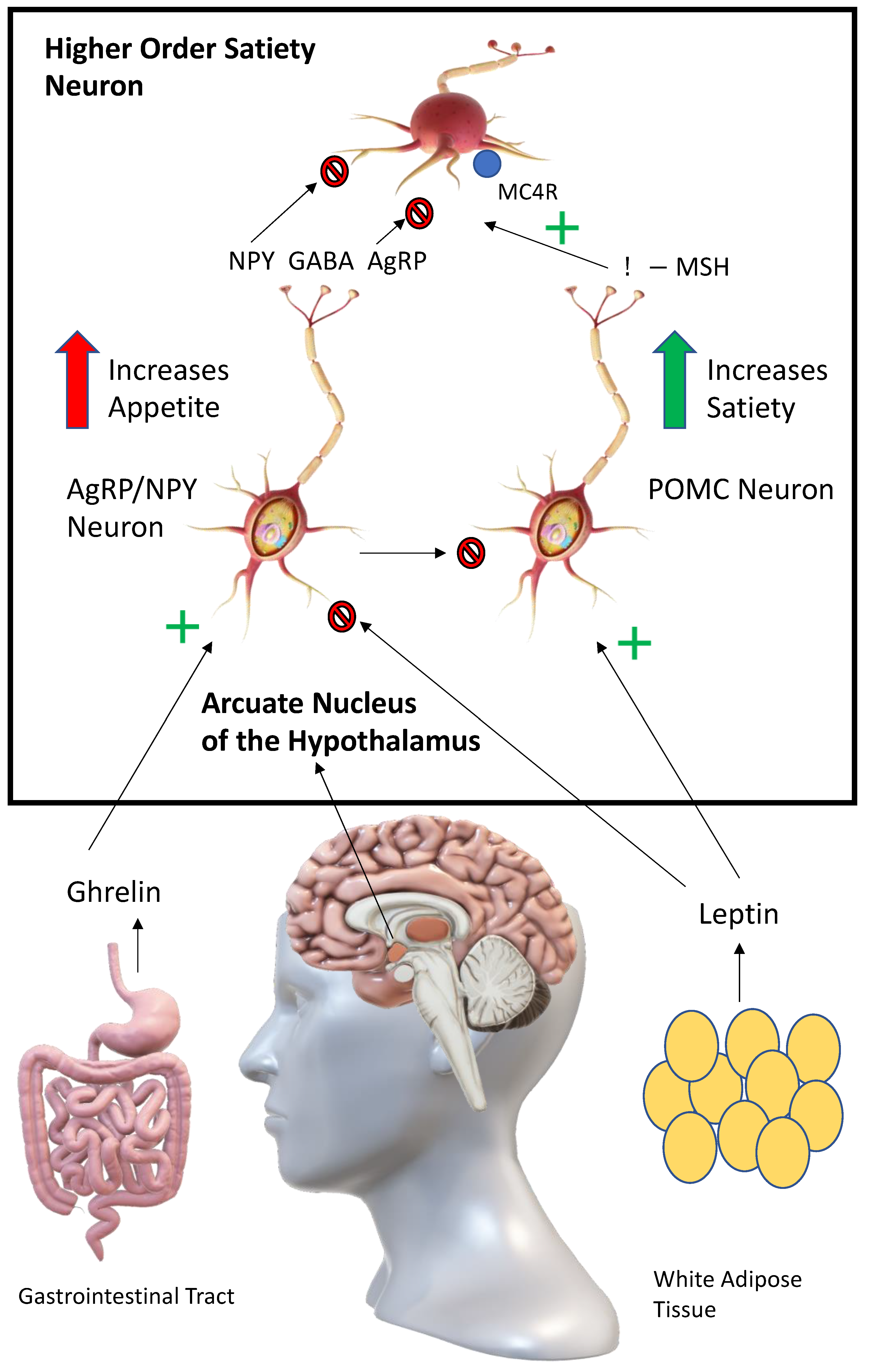 Diabetology 05 00006 g003