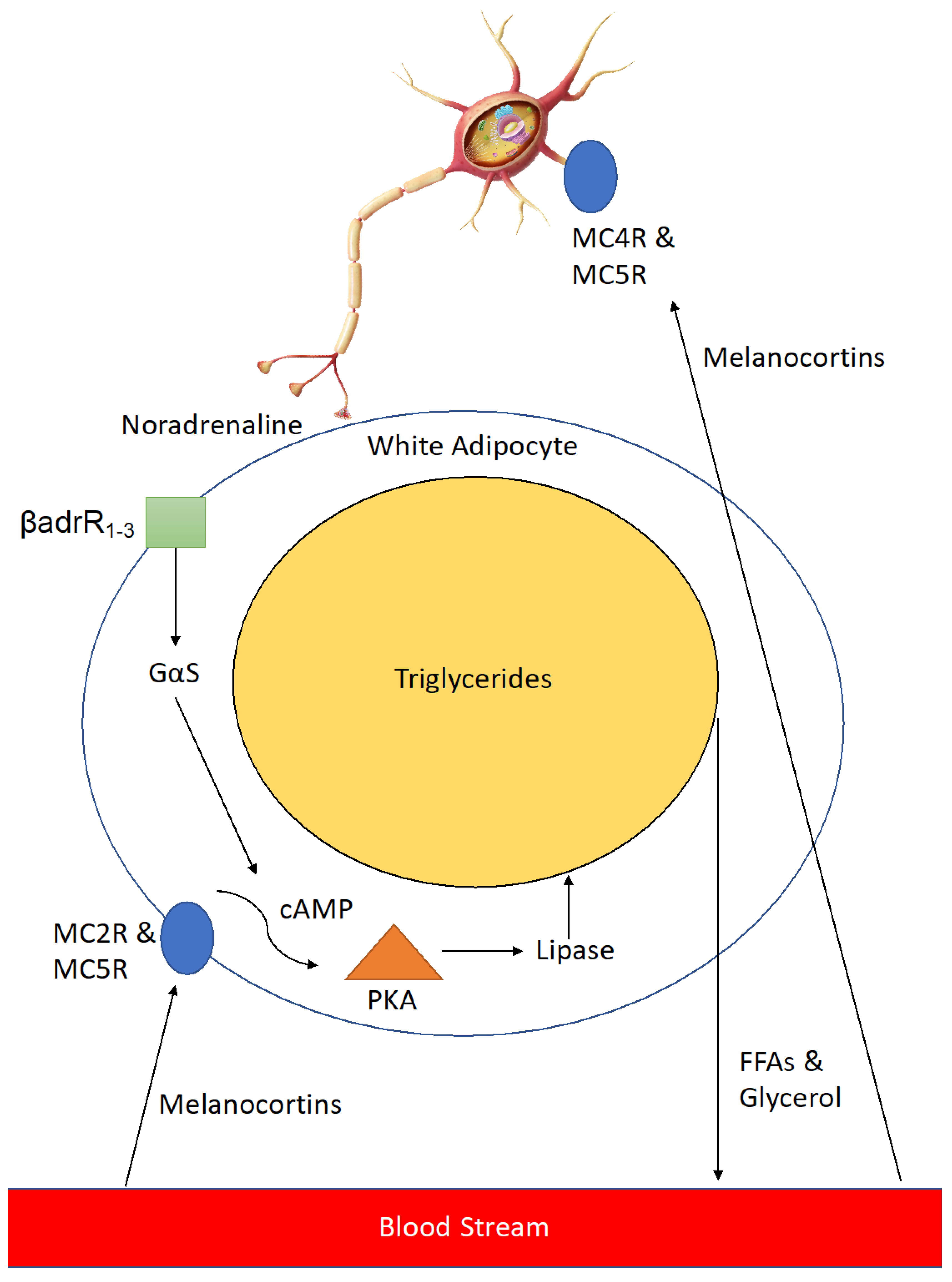 Diabetology 05 00006 g004