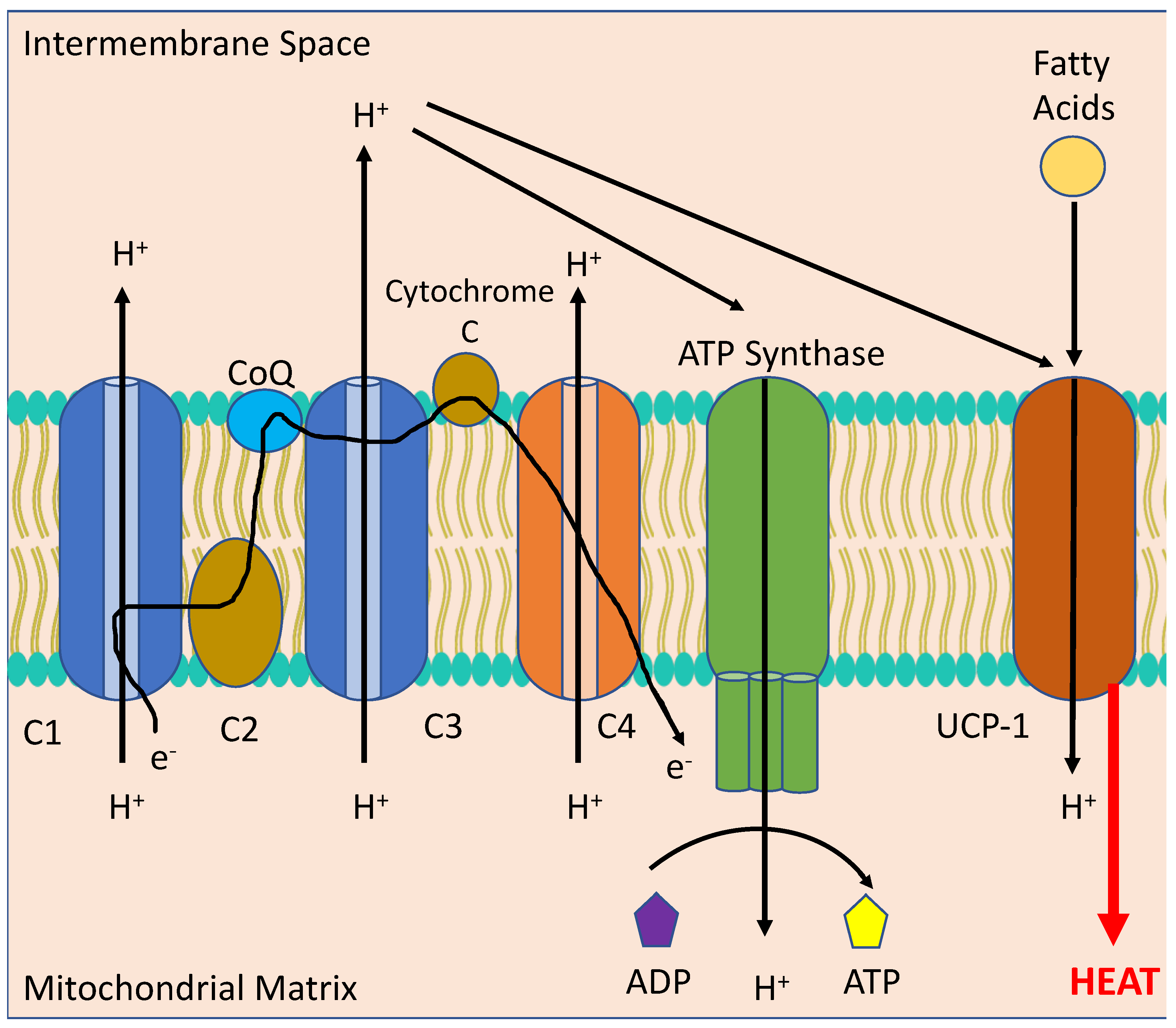Diabetology 05 00006 g005