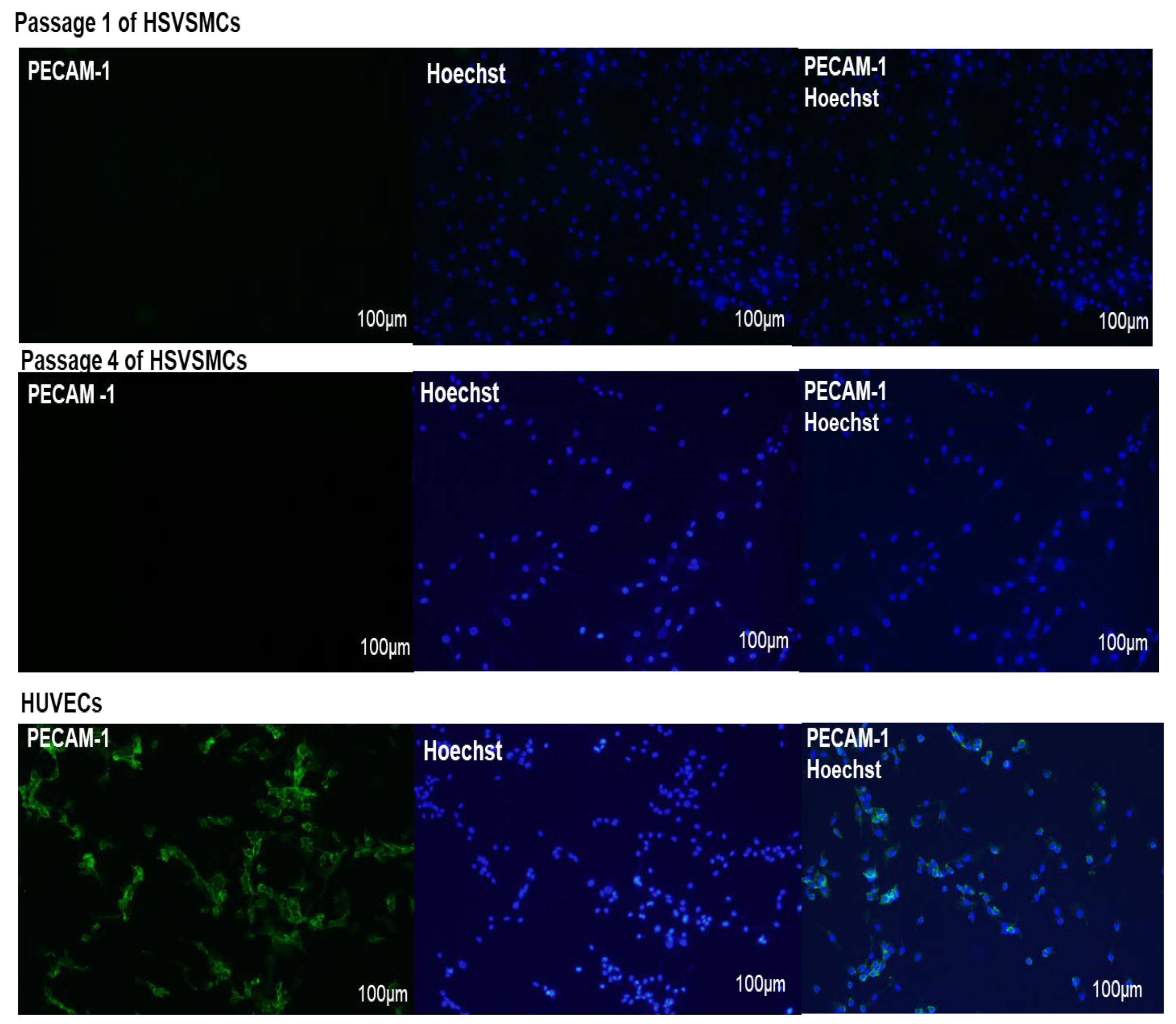 Diabetology 05 00013 g003