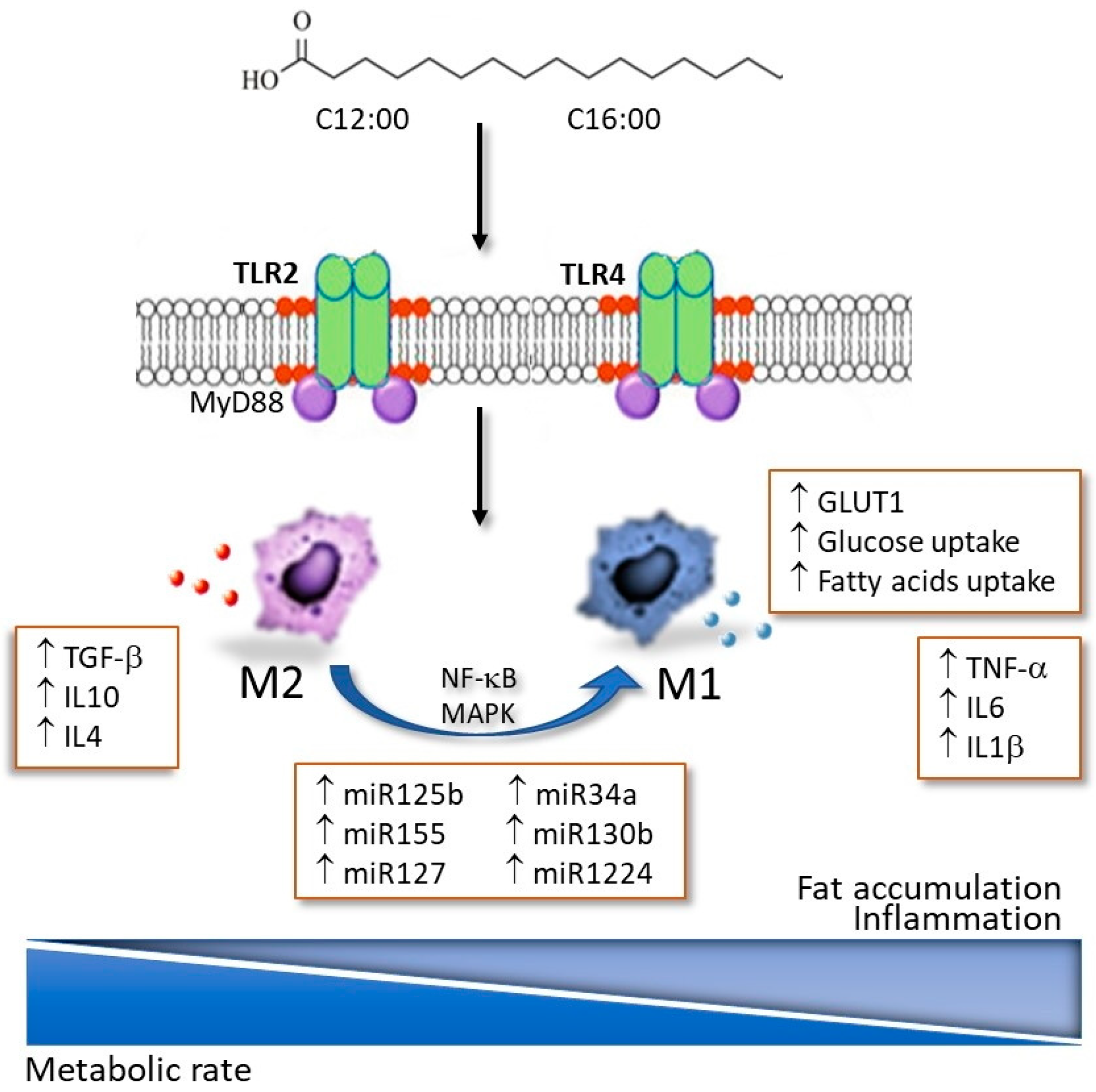 Exosome-Derived microRNAs: Bridging the Gap Between Obesity