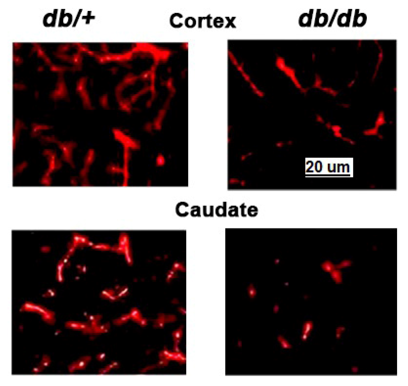 Diabetology 06 00016 g006