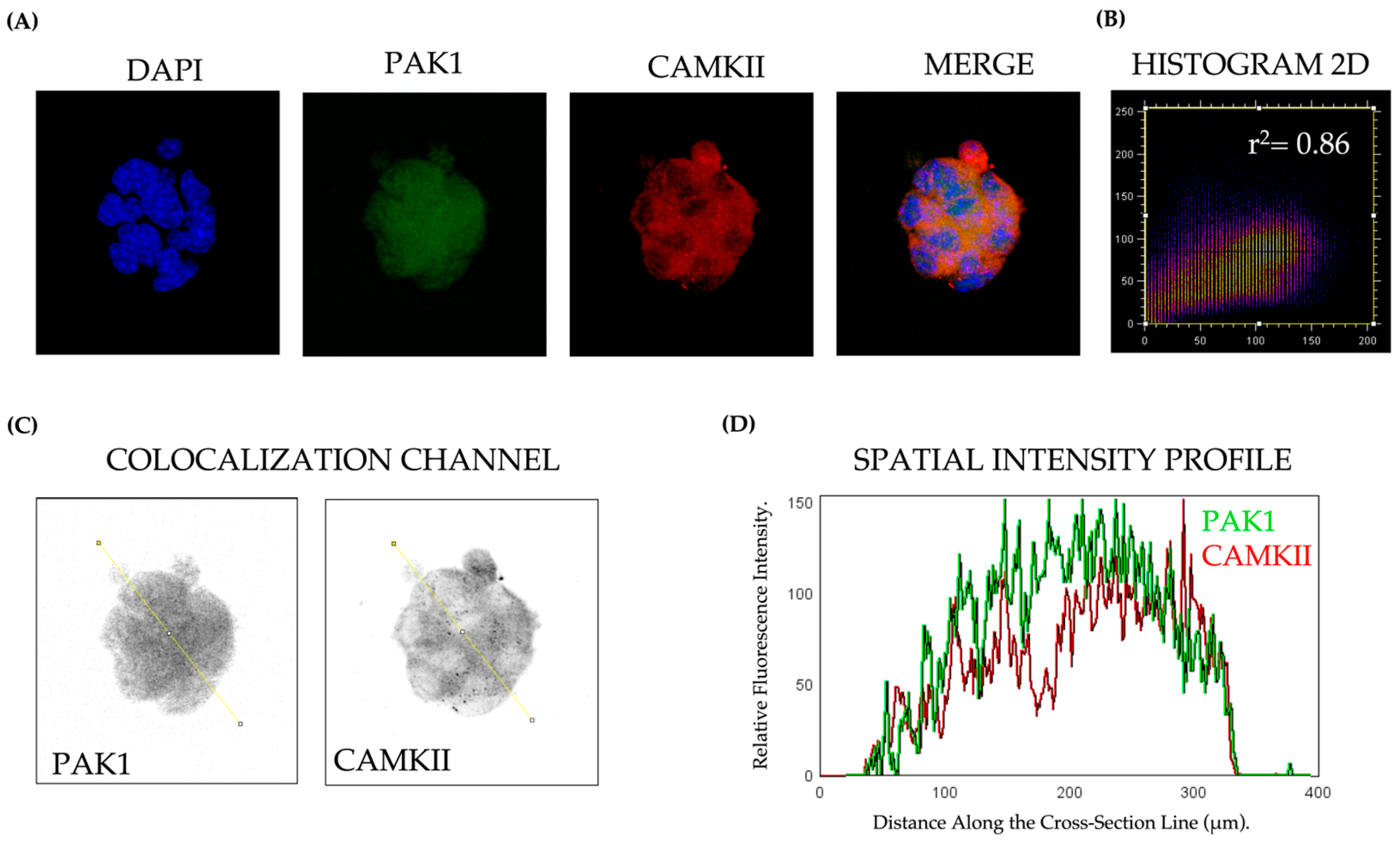 Diabetology 06 00039 g001