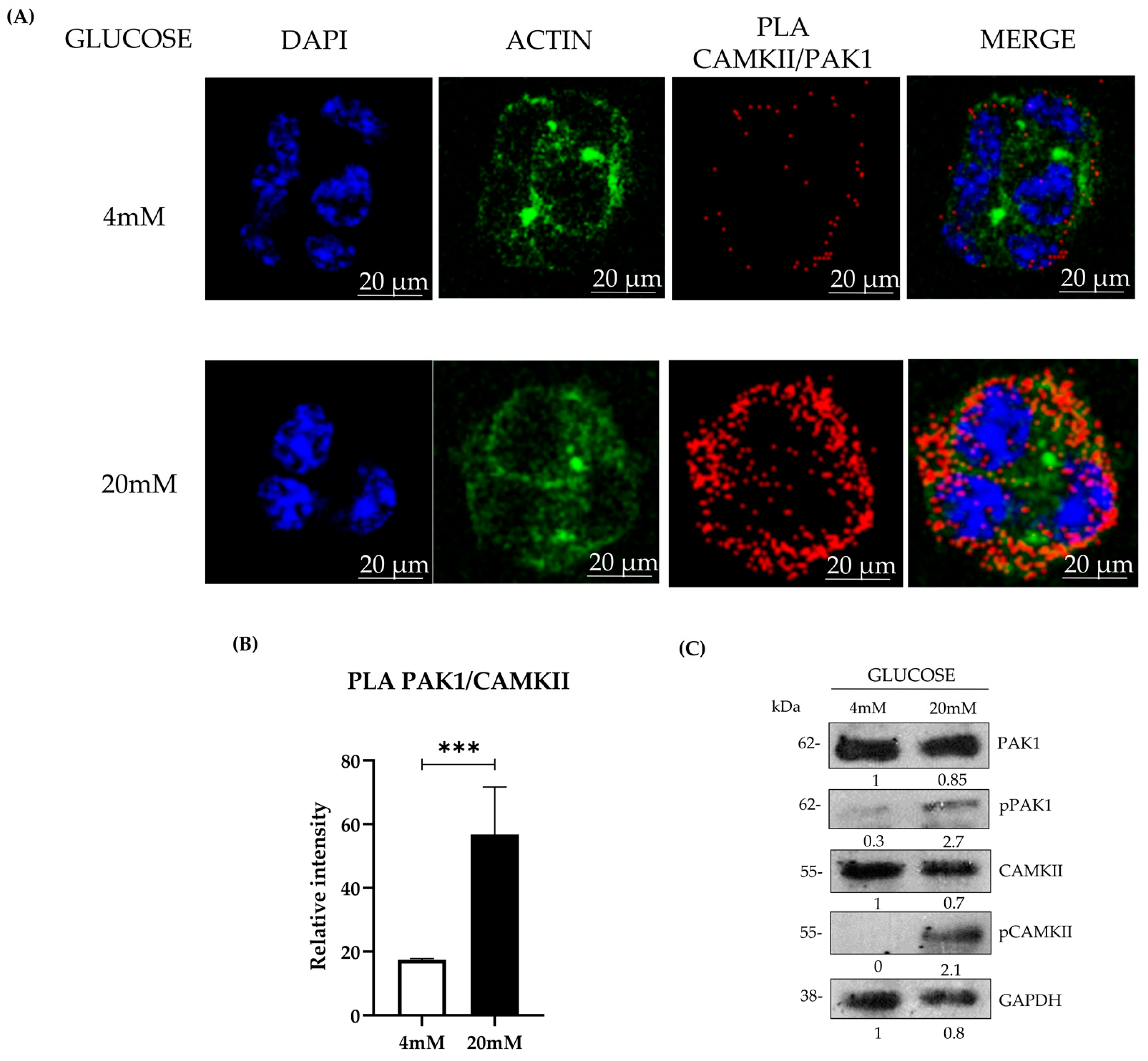 Diabetology 06 00039 g002