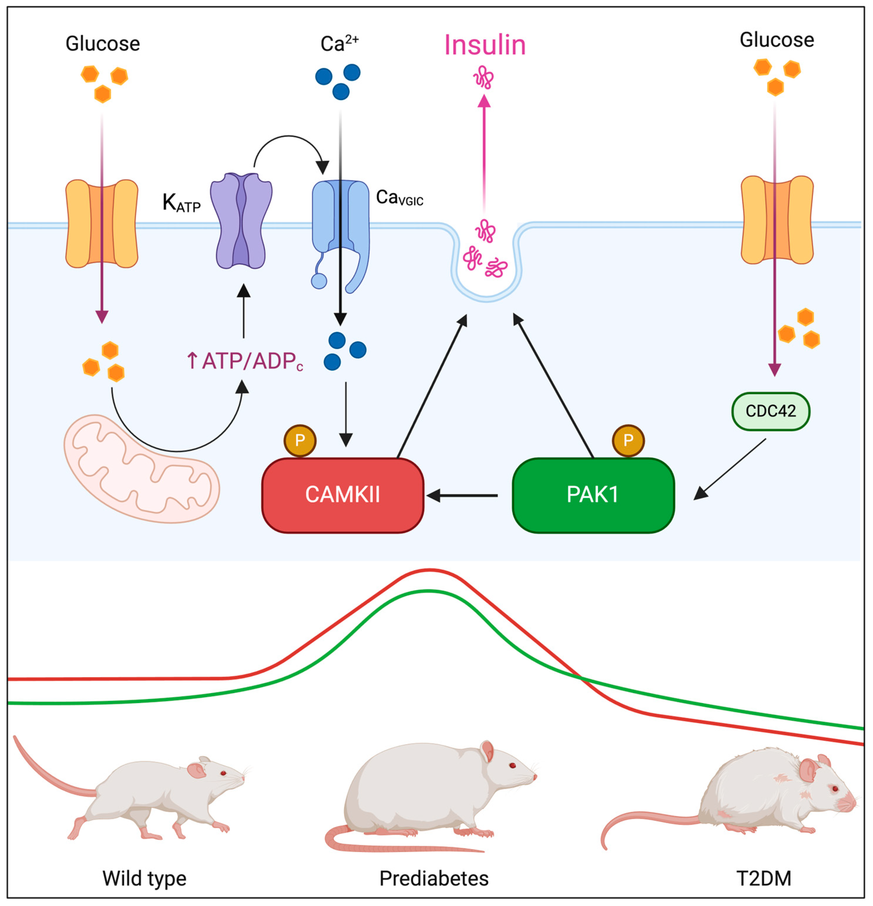 Diabetology 06 00039 g007
